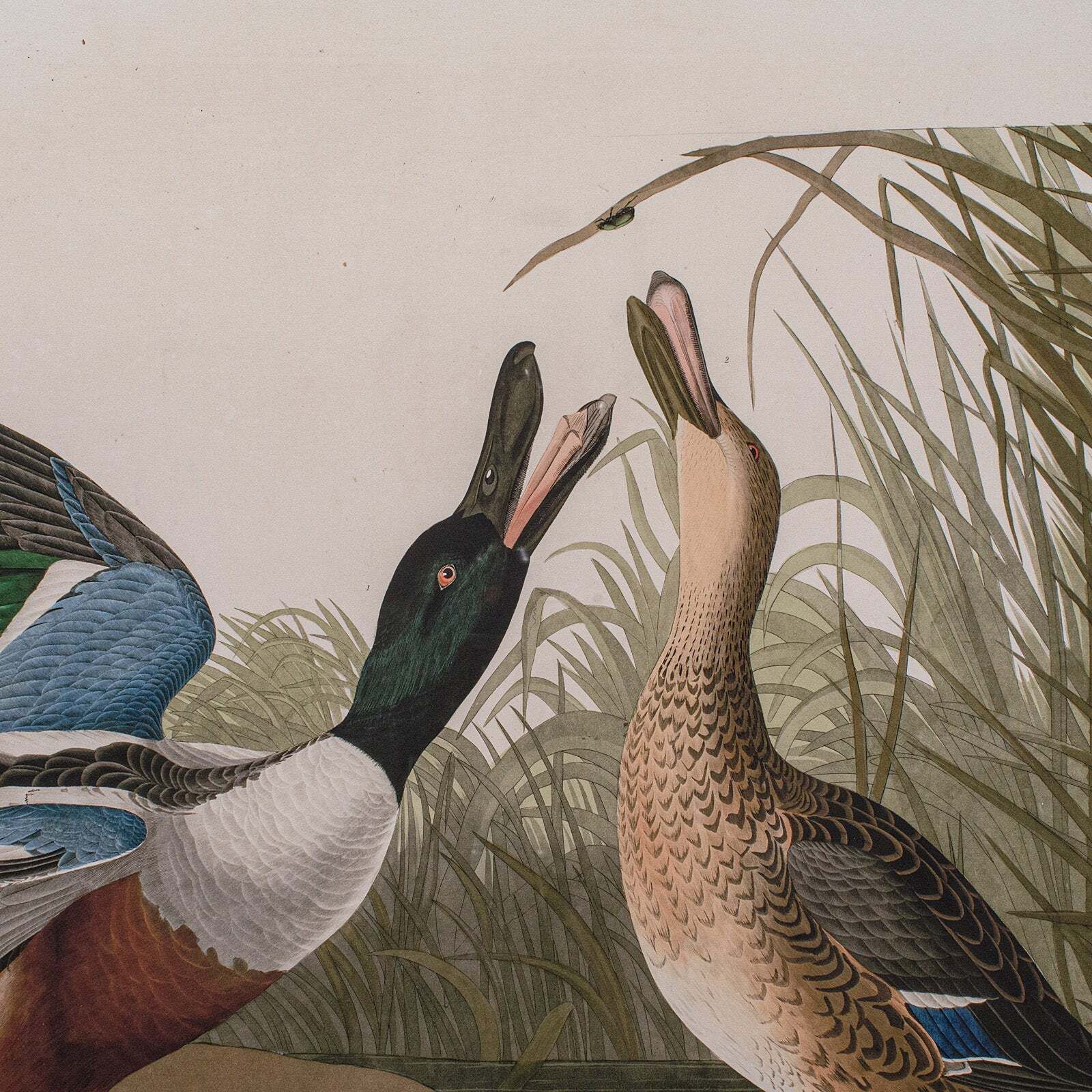 Pair Of Vintage Duck Pictures, English, Framed Print, After Audubon, Art, C.1980 photo Art