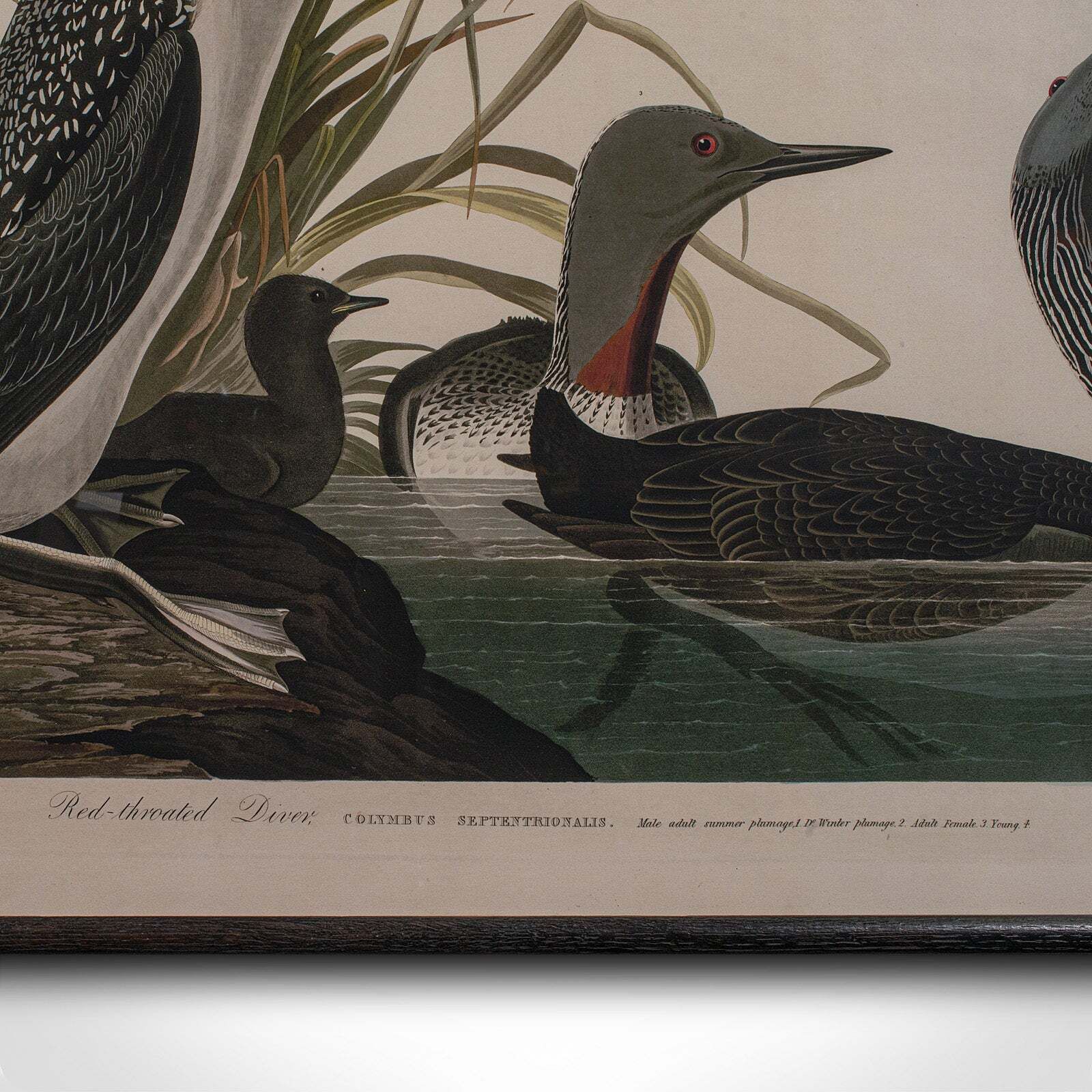 Pair Of Vintage Duck Pictures, English, Framed Print, After Audubon, Art, C.1980 photo vintage