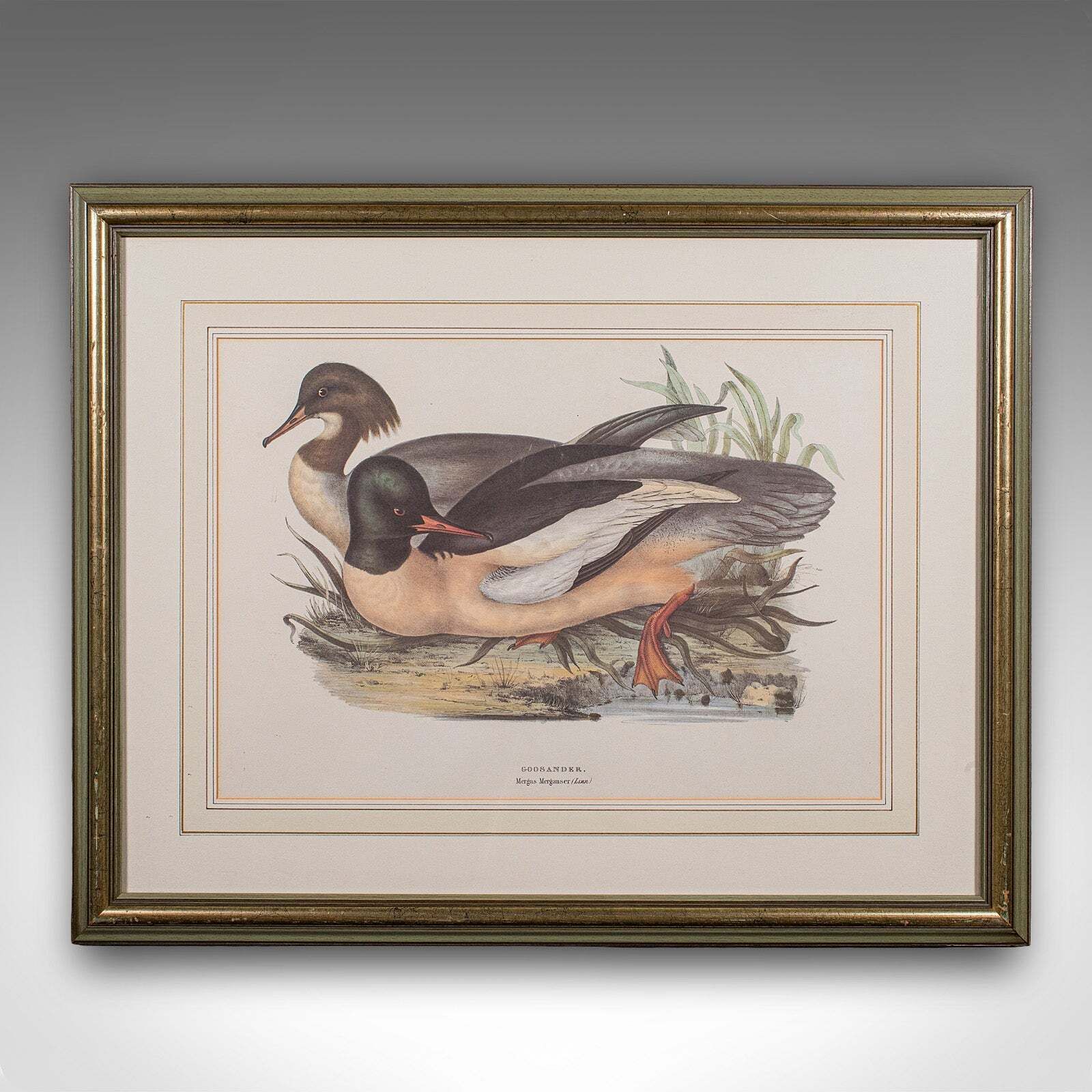 Pair Of Antique Duck Pictures, Framed Wildlife Art Prints, Lithograph, Victorian photo Art