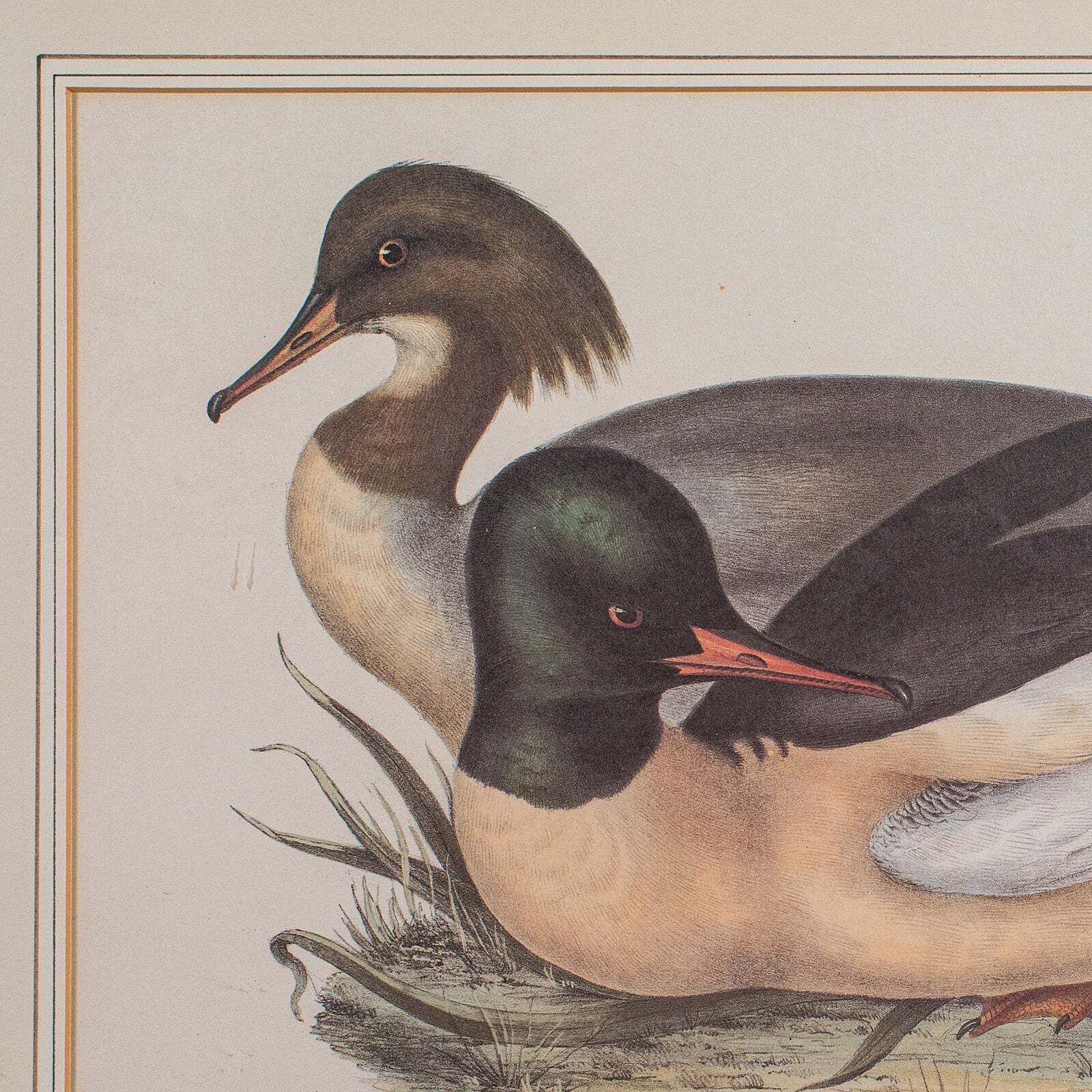 photo furniture Pair Of Antique Duck Pictures, Framed Wildlife Art Prints, Lithograph, Victorian