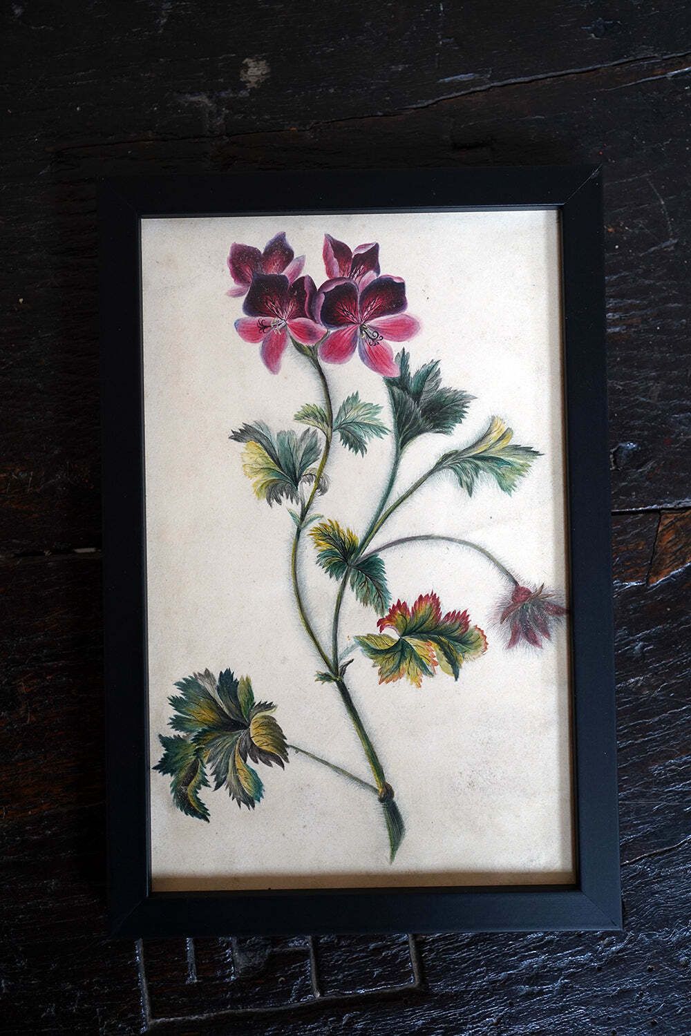 photo vinterior A Group Of Twelve Framed Late 19thc Botanical Watercolours C.1900
