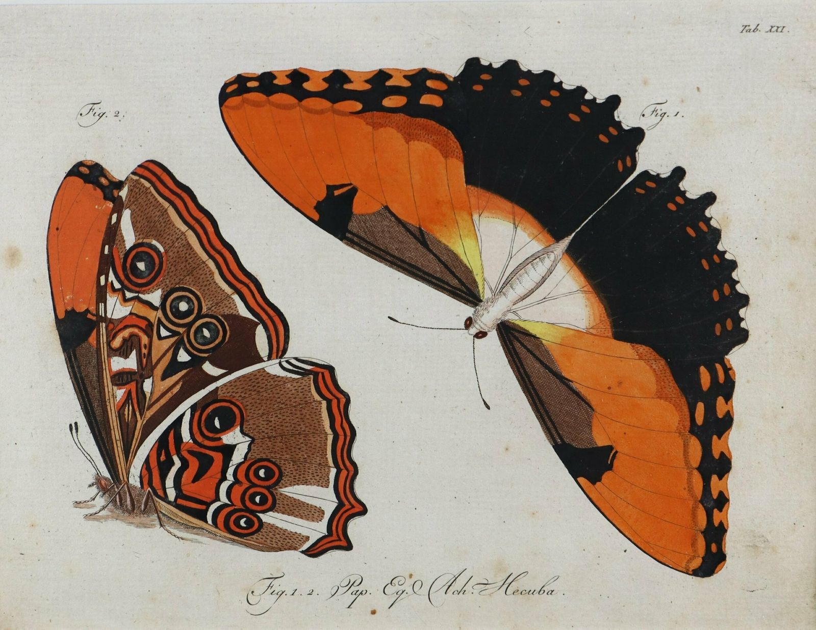 Set Of Three Exceptional Carl Gustav Jablonsky Coloured Butterfly Engravings photo Art