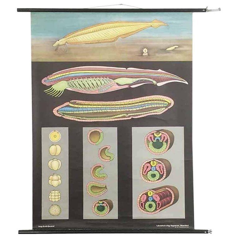 Vintage Biology Educational Pull Down Chart By Jung Koch Quentell, Germany, 1969 photo furniture