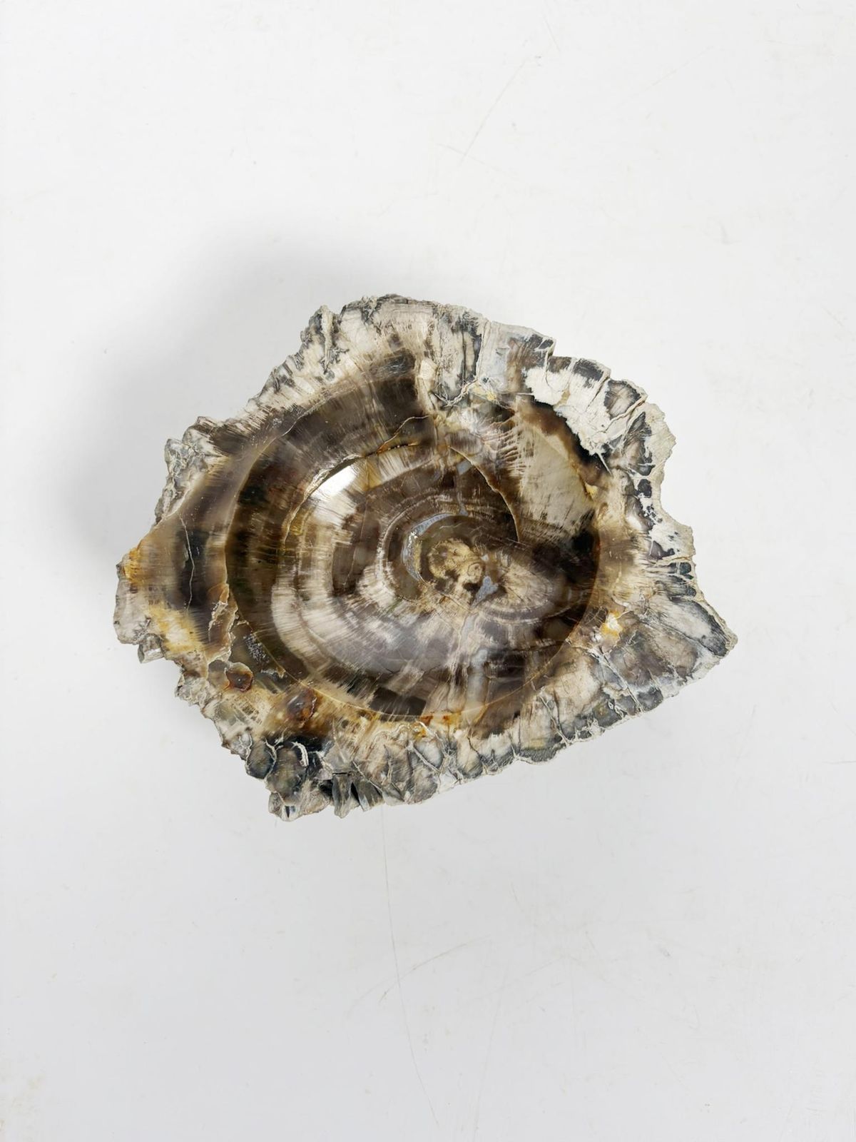 Ashtray Made Of Fossilized Wood, France, 19th photo 479.0
