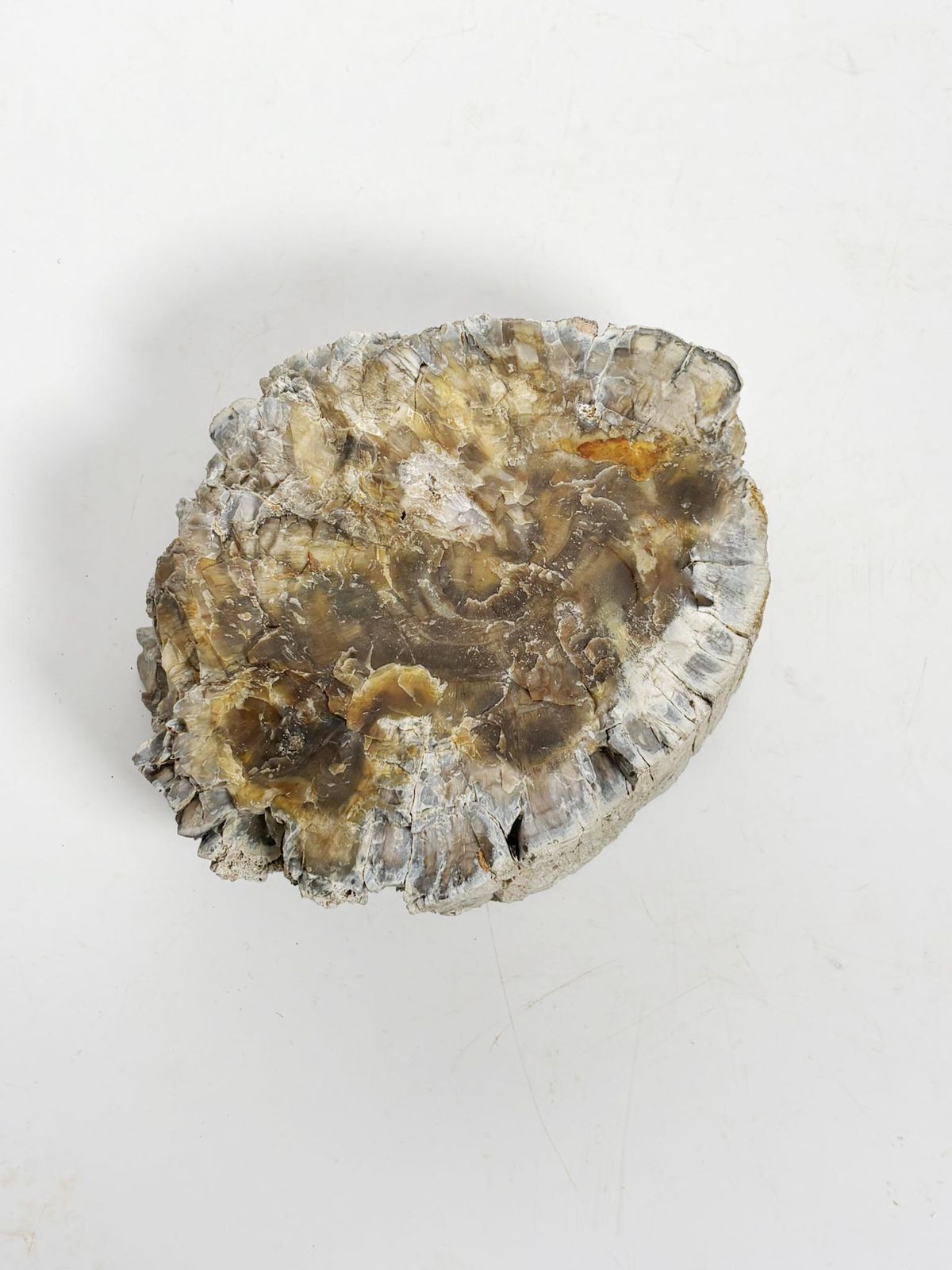 Ashtray Made Of Fossilized Wood, France, 19th photo vintage