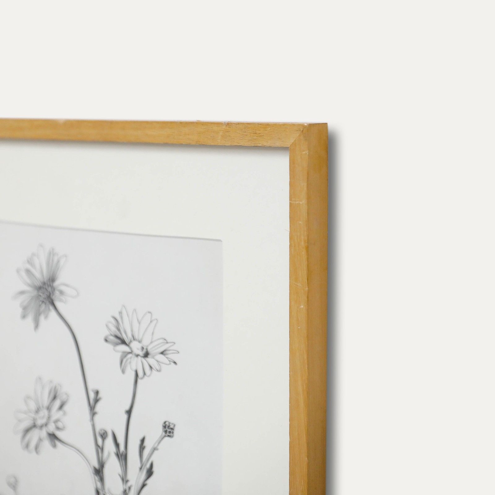 Attrib. Sylvan G. Boxsius (1878 1941) Pen And Ink Drawing, Oxeye Daisies photo 225.0