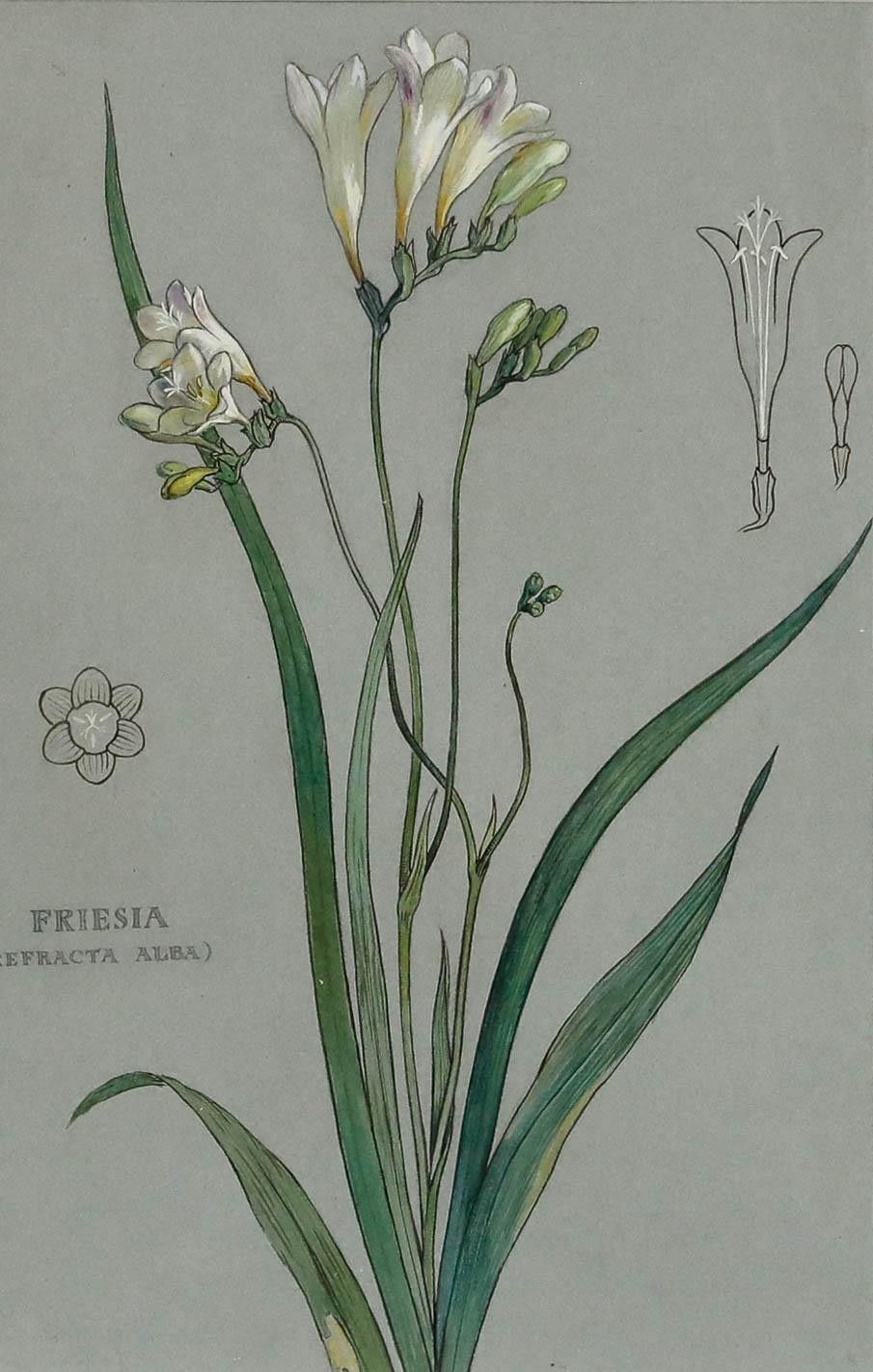 Attrib. Sylvan G. Boxsius Pen And Ink Drawing, Friesia Refracta Alba photo furniture