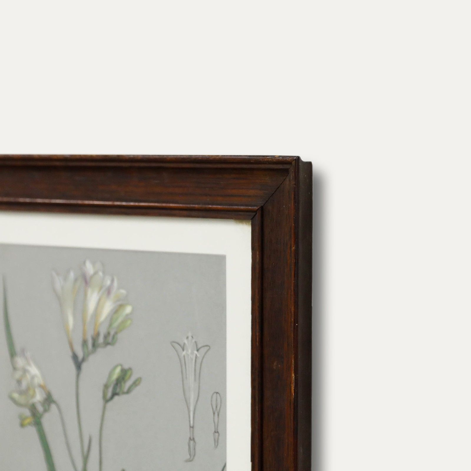 Attrib. Sylvan G. Boxsius Pen And Ink Drawing, Friesia Refracta Alba photo 225.0