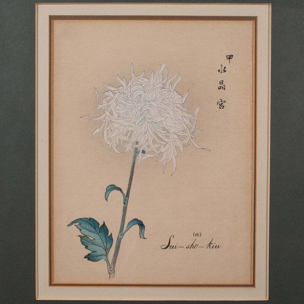 3 Vintage Botanical Pictures, Japanese, Woodblock Print, After Hasegawa, Art photo buy