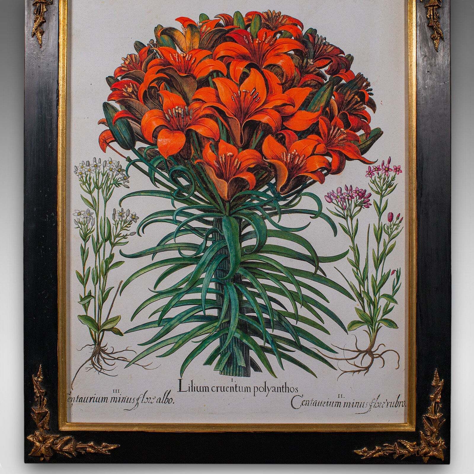 Pair Of Vintage Botanical Pictures, Framed Print, After Besler, Art, Circa 1980 photo buy