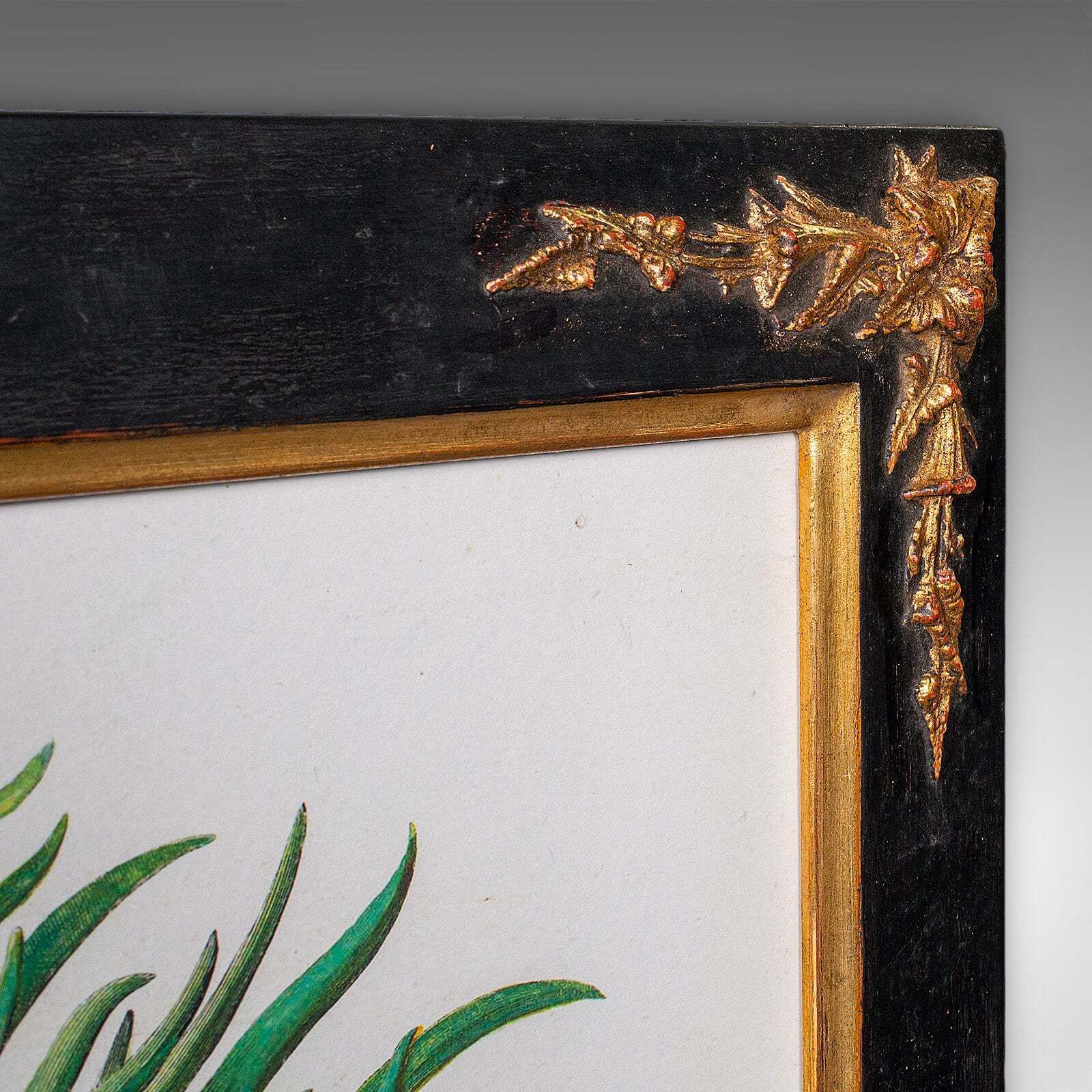 Art Pair Of Vintage Botanical Pictures, Framed Print, After Besler, Art, Circa 1980 photo