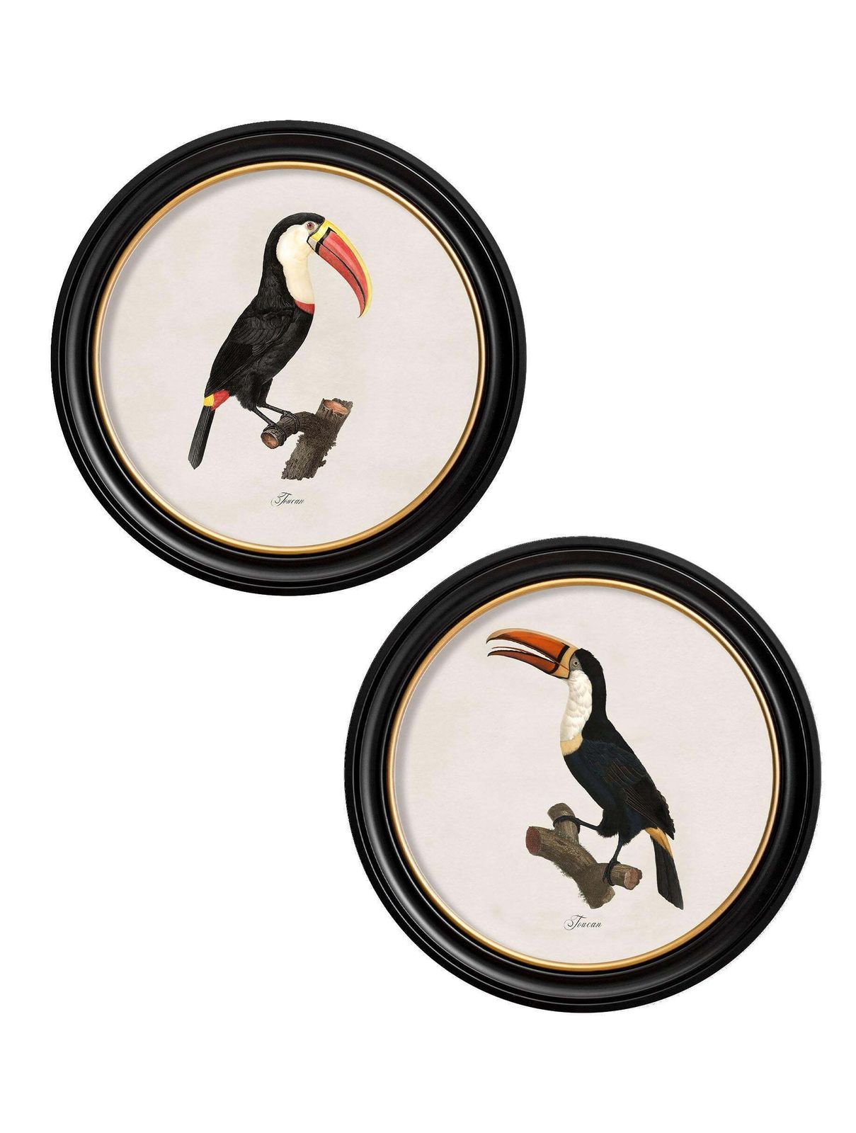 Set Of Two Toucan Prints (B) In Circular Frames From Early 19thc Originals, New photo furniture