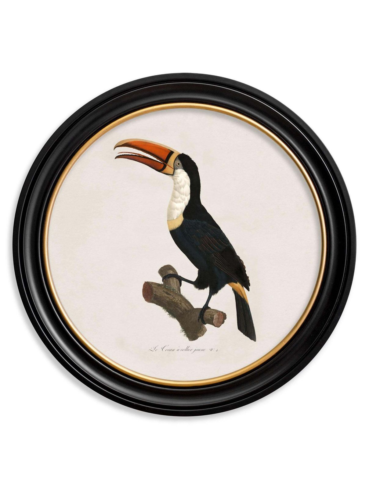 Set Of Two Toucan Prints (B) In Circular Frames From Early 19thc Originals, New photo Art