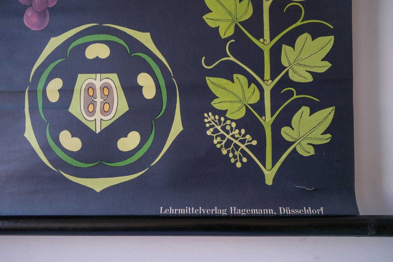 Original Botanical Vintage German School Wall Chart Grapes Vines Botany Beautiful Rare Jung Koch Quentell photo buy