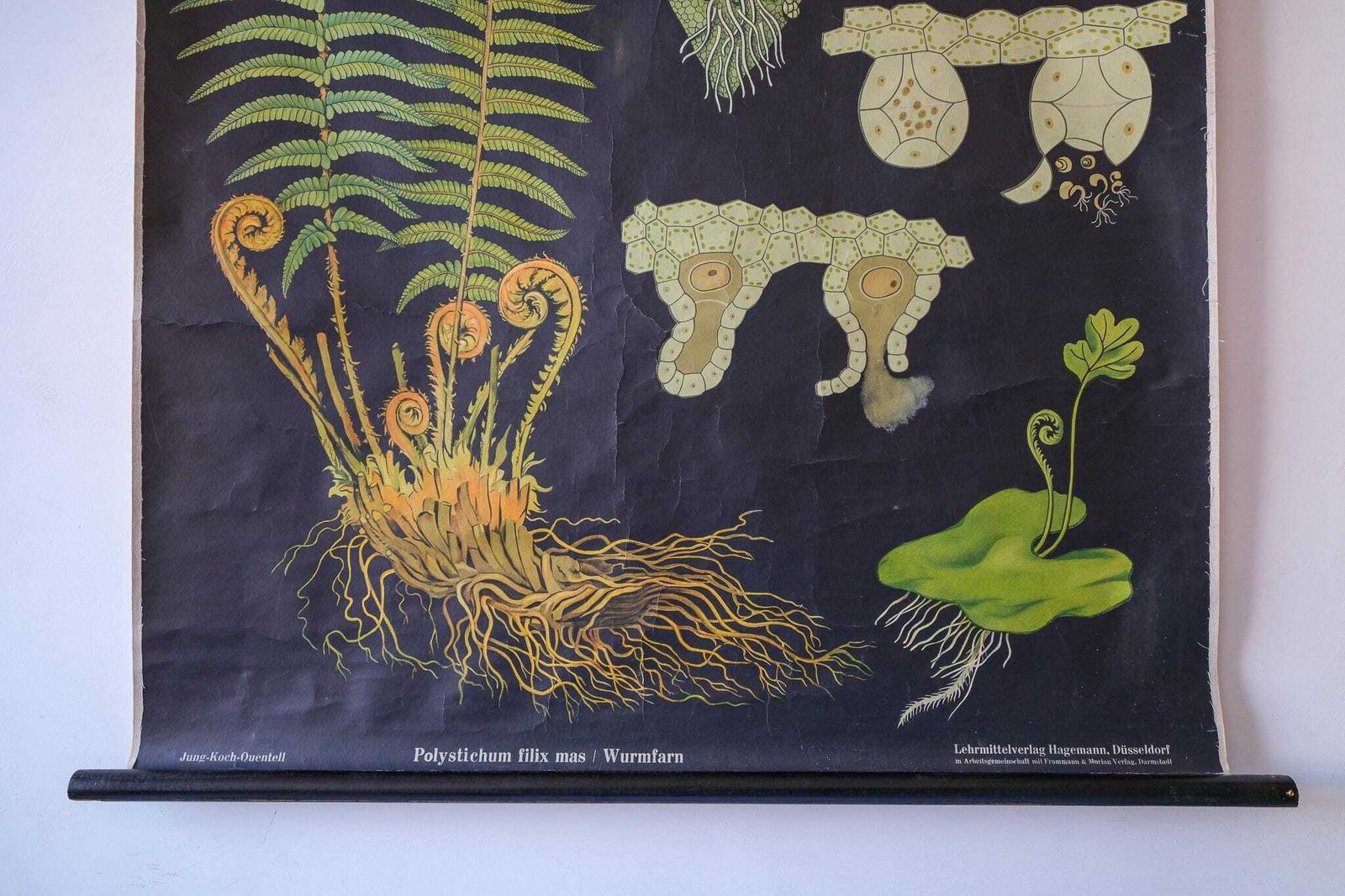 Original Botanical Vintage German School Wall Chart Fern Botany Beautiful Rare Jung Koch Quentell photo Art