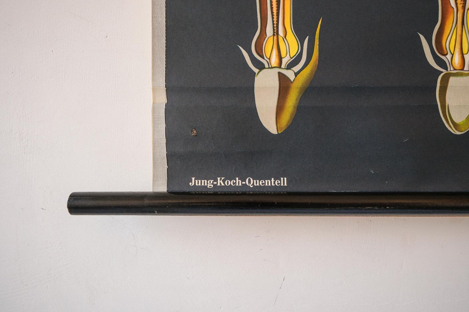 Original Botanical Vintage German School Wall Chart Sunflower Botany Beautiful Rare Jung Koch Quentell photo buy