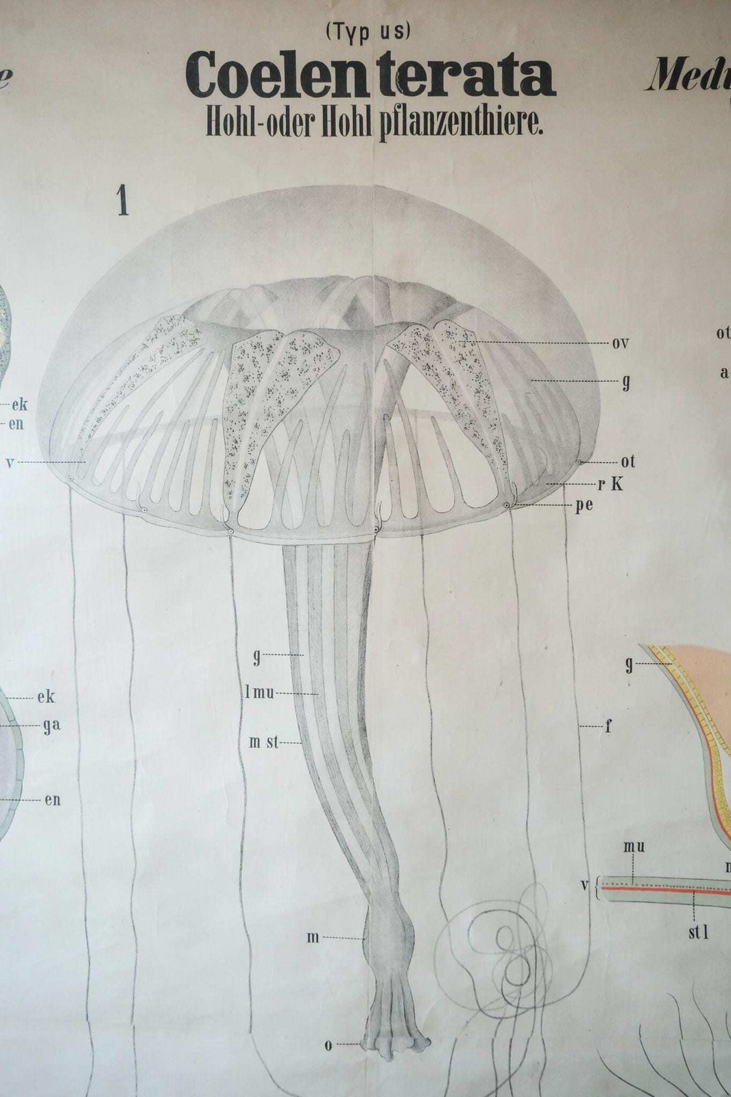 Original Antique Rudolf Leuckart Zoological Vintage German School Wall Chart Coelenterata Jellyfish Zoology Beautiful Rare photo for sale