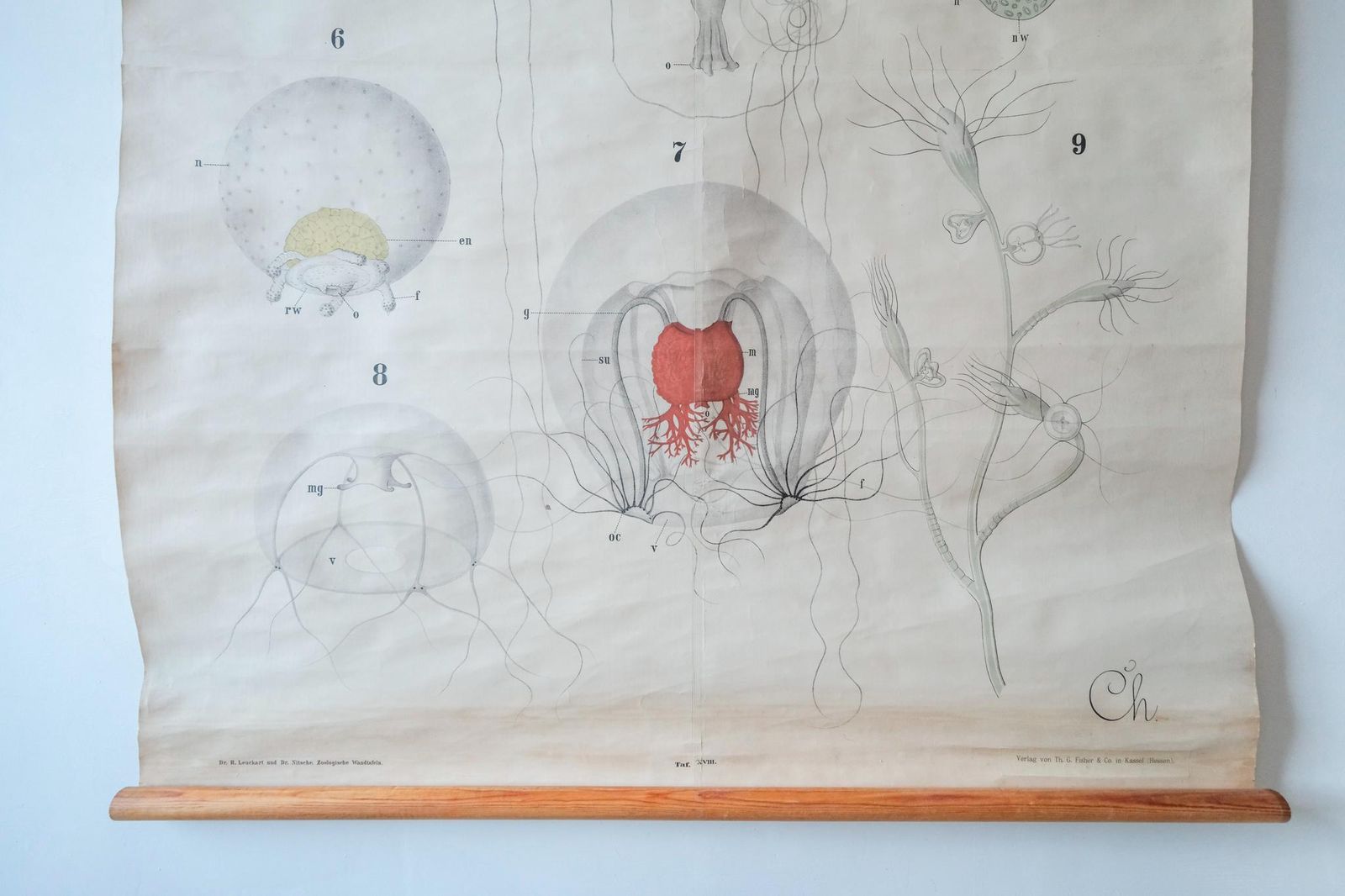 Original Antique Rudolf Leuckart Zoological Vintage German School Wall Chart Coelenterata Jellyfish Zoology Beautiful Rare photo vinterior
