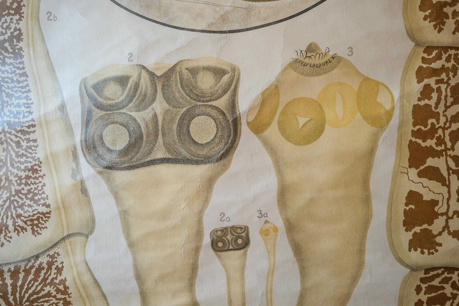 Original Zoological Vintage Antique German School Wall Chart Tapeworm Biology Zoology Beautiful Rare Muller & Strumpell Parasitology photo Art