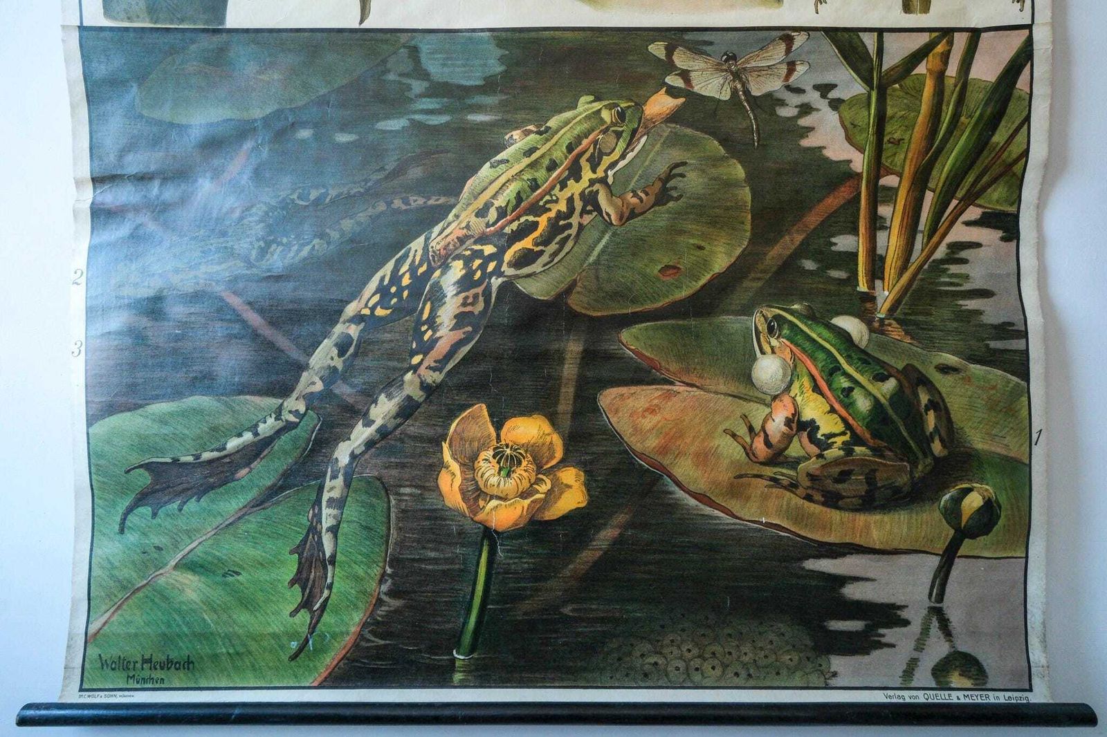 Original Zoological Vintage German School Wall Chart Frog Anatomy Biology Zoology Beautiful Rare Heubach Alternative Interiors photo Art