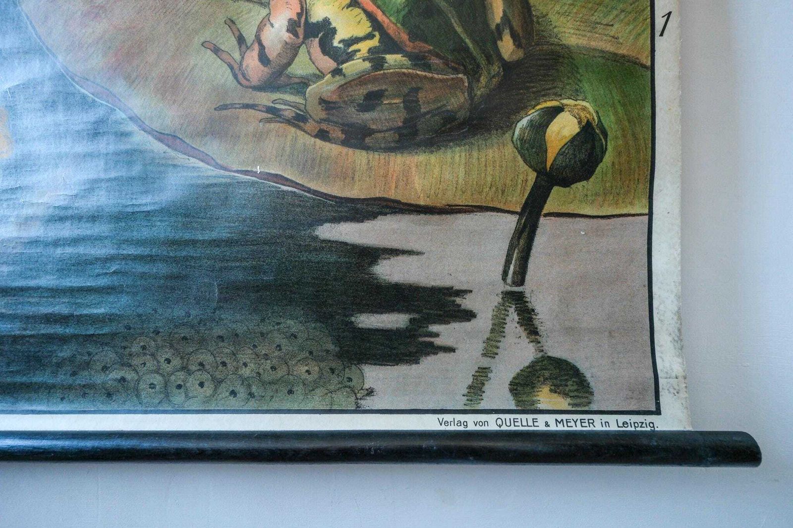 Original Zoological Vintage German School Wall Chart Frog Anatomy Biology Zoology Beautiful Rare Heubach Alternative Interiors photo vinterior
