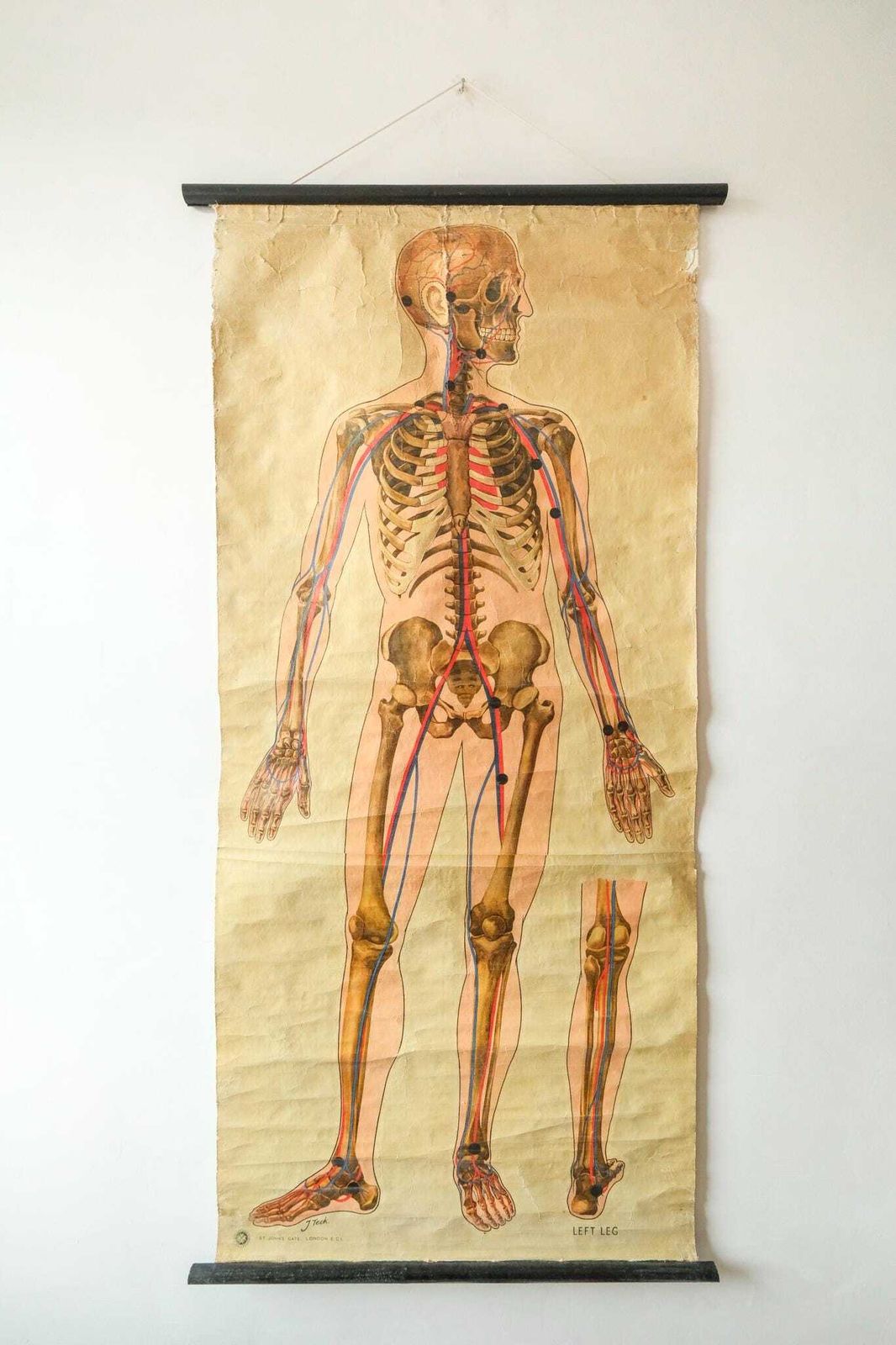 Original Anatomical Vintage British Educational School Wall Chart Human Skeleton St John's Ambulance J Teck Full Length Anatomy Science