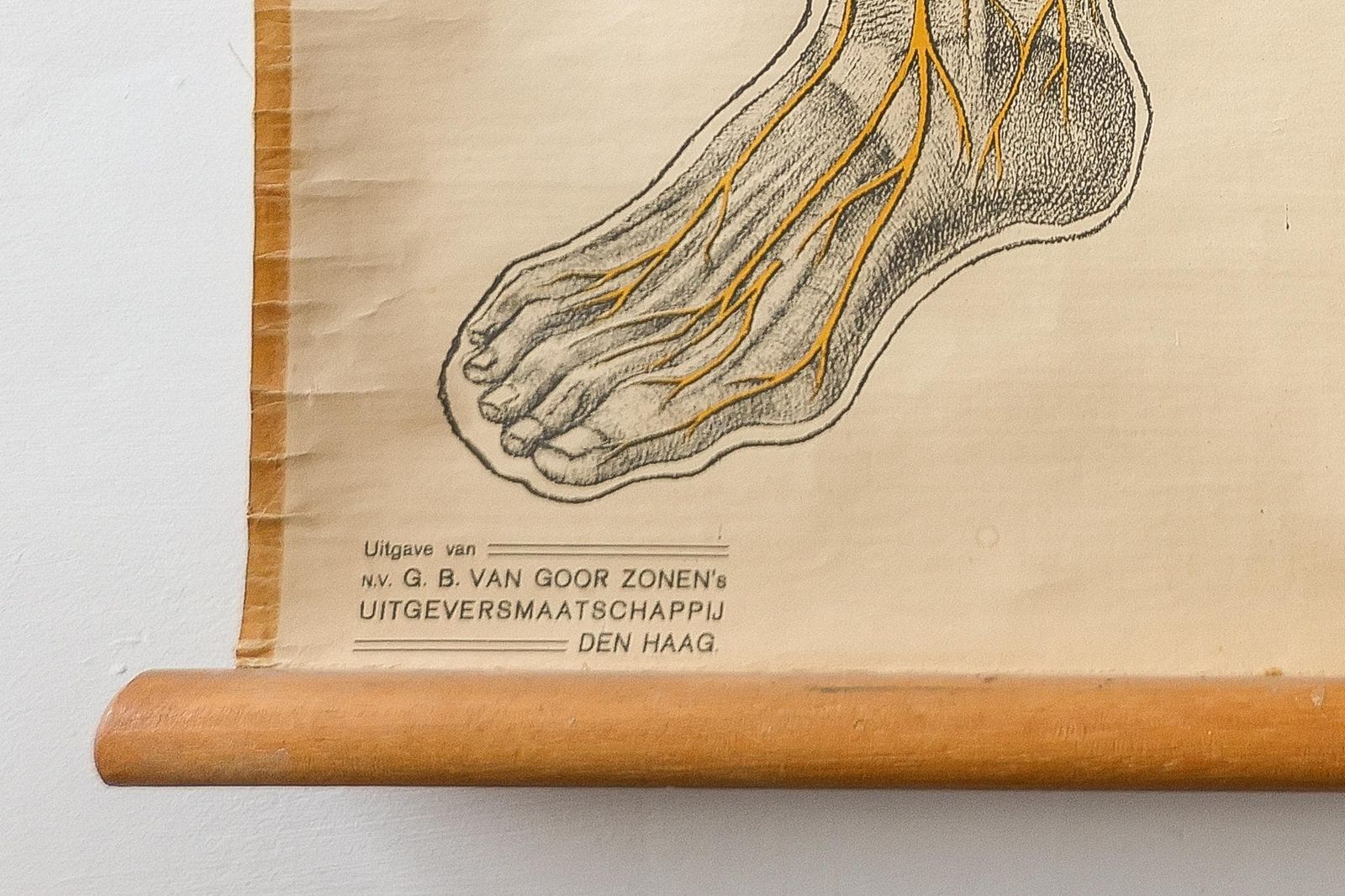 Original Anatomical Vintage Dutch Educational School Wall Chart Human Nervous System Skeleton Prof Barge Full Length Anatomy Beautiful Rare photo vinterior