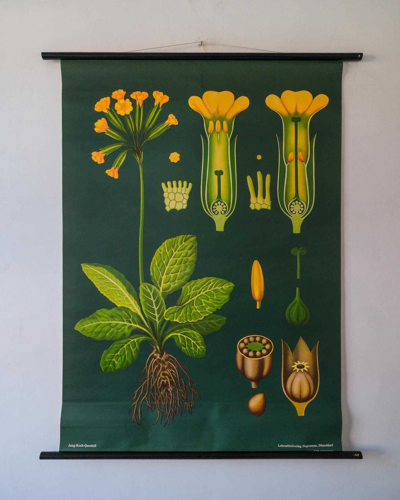 Original Botanical Vintage German School Wall Chart Cowslip Primrose Botany Beautiful Rare Jung Koch Quentell