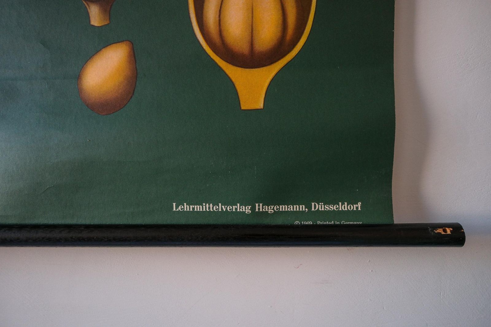 Original Botanical Vintage German School Wall Chart Cowslip Primrose Botany Beautiful Rare Jung Koch Quentell photo vinterior