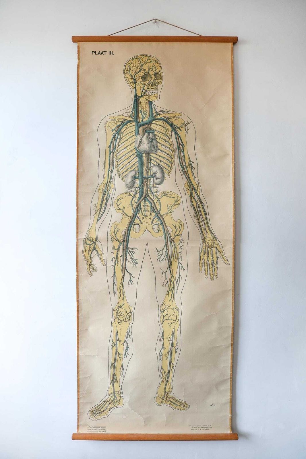Original Anatomical Vintage Dutch Educational School Wall Chart Human Venous System Skeleton Prof Barge Full Length Anatomy Beautiful Rare