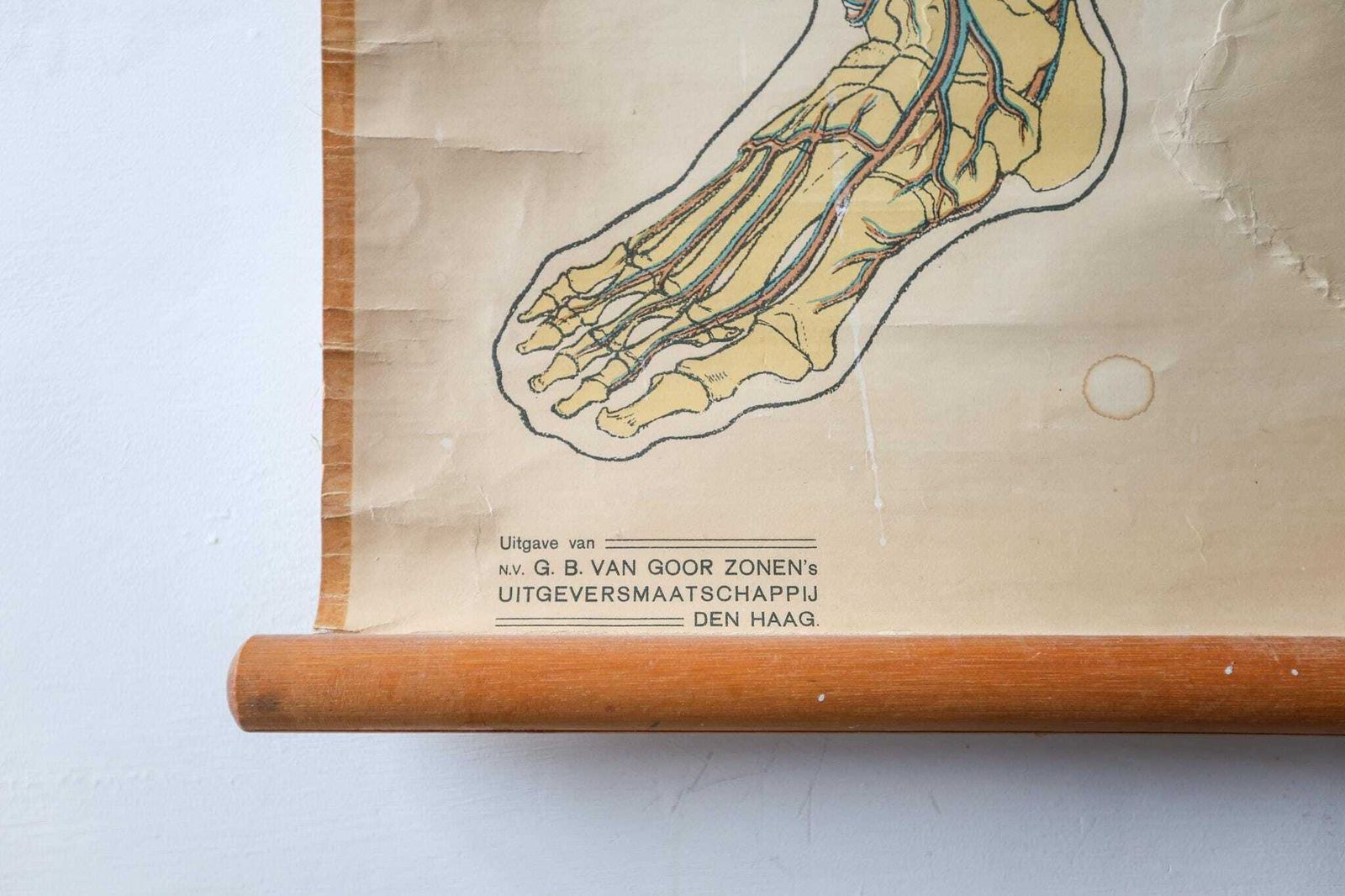 Original Anatomical Vintage Dutch Educational School Wall Chart Human Venous System Skeleton Prof Barge Full Length Anatomy Beautiful Rare photo 193.0