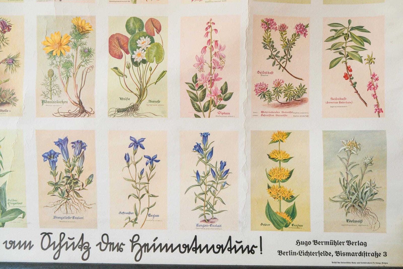 Original Small Botanical Vintage 1930s German School Educational Wall Chart Various Protected Plants Botany Beautiful Rare photo for sale