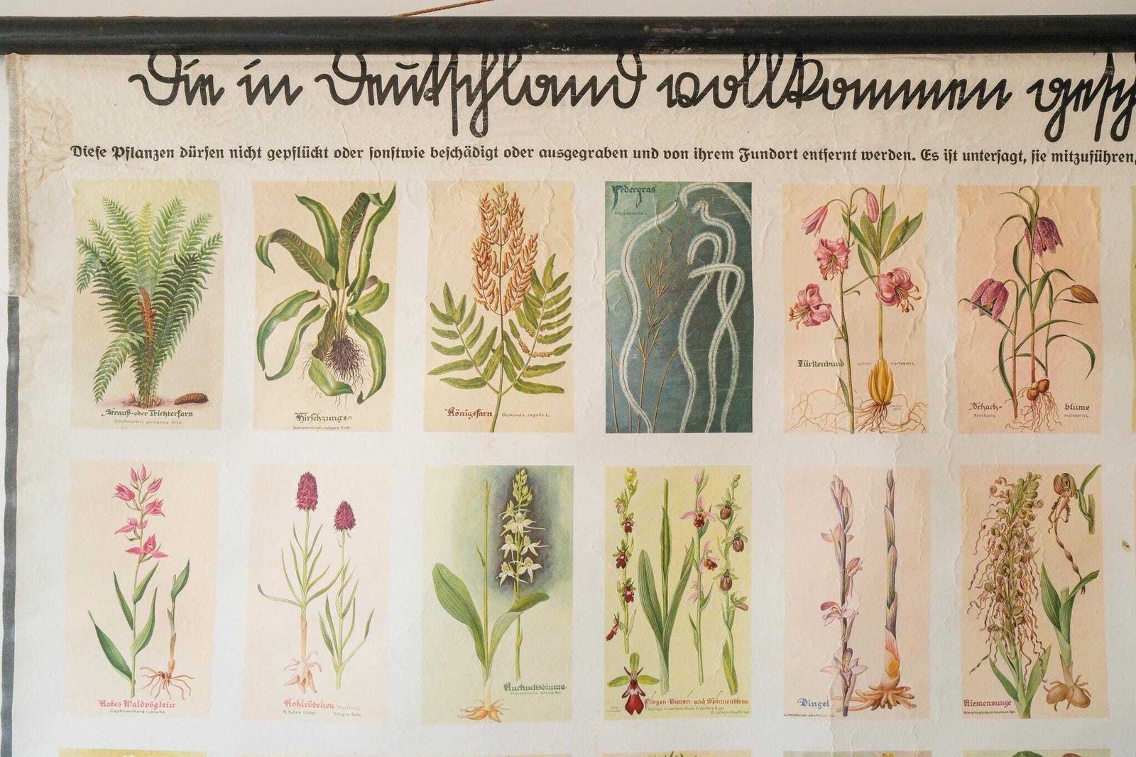 Original Small Botanical Vintage 1930s German School Educational Wall Chart Various Protected Plants Botany Beautiful Rare photo 257.0