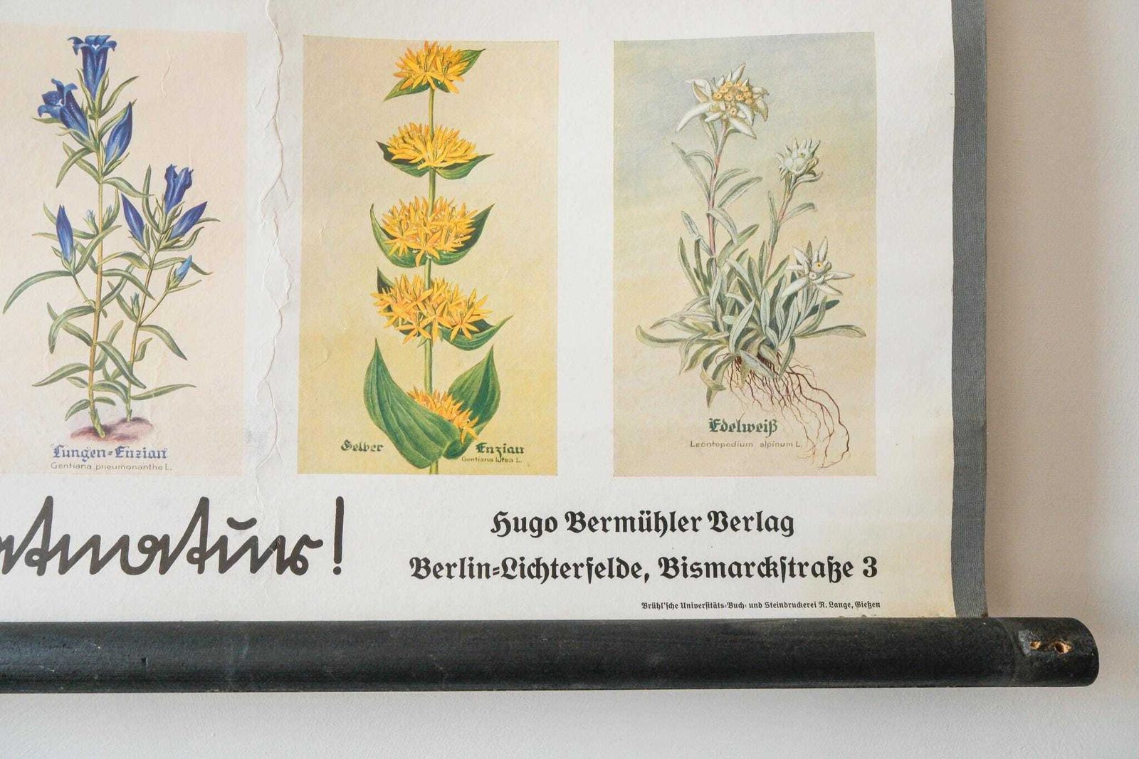 Original Small Botanical Vintage 1930s German School Educational Wall Chart Various Protected Plants Botany Beautiful Rare photo buy