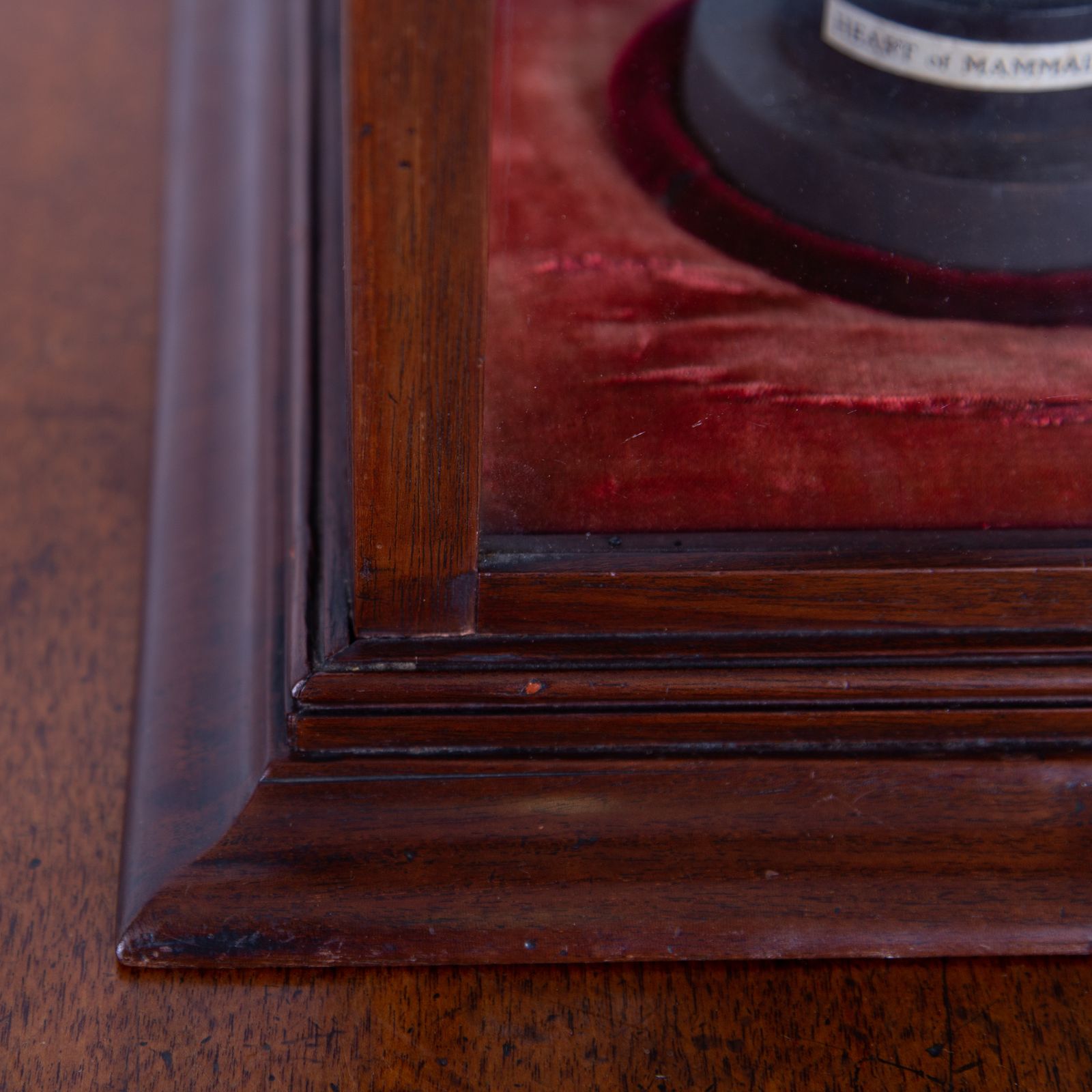photo furniture Anatomical Heart In Fine Display Case Cabinet