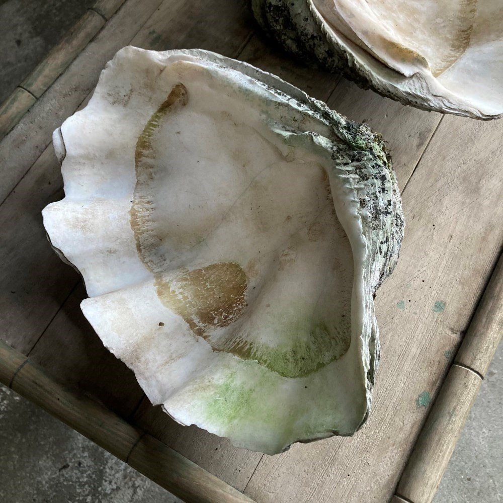 Two Large Antique Clam Shells, 1800s photo for sale