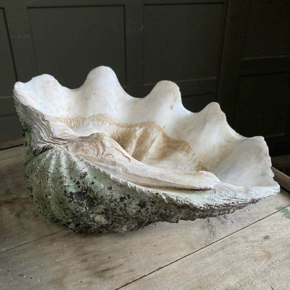 photo furniture Two Large Antique Clam Shells, 1800s
