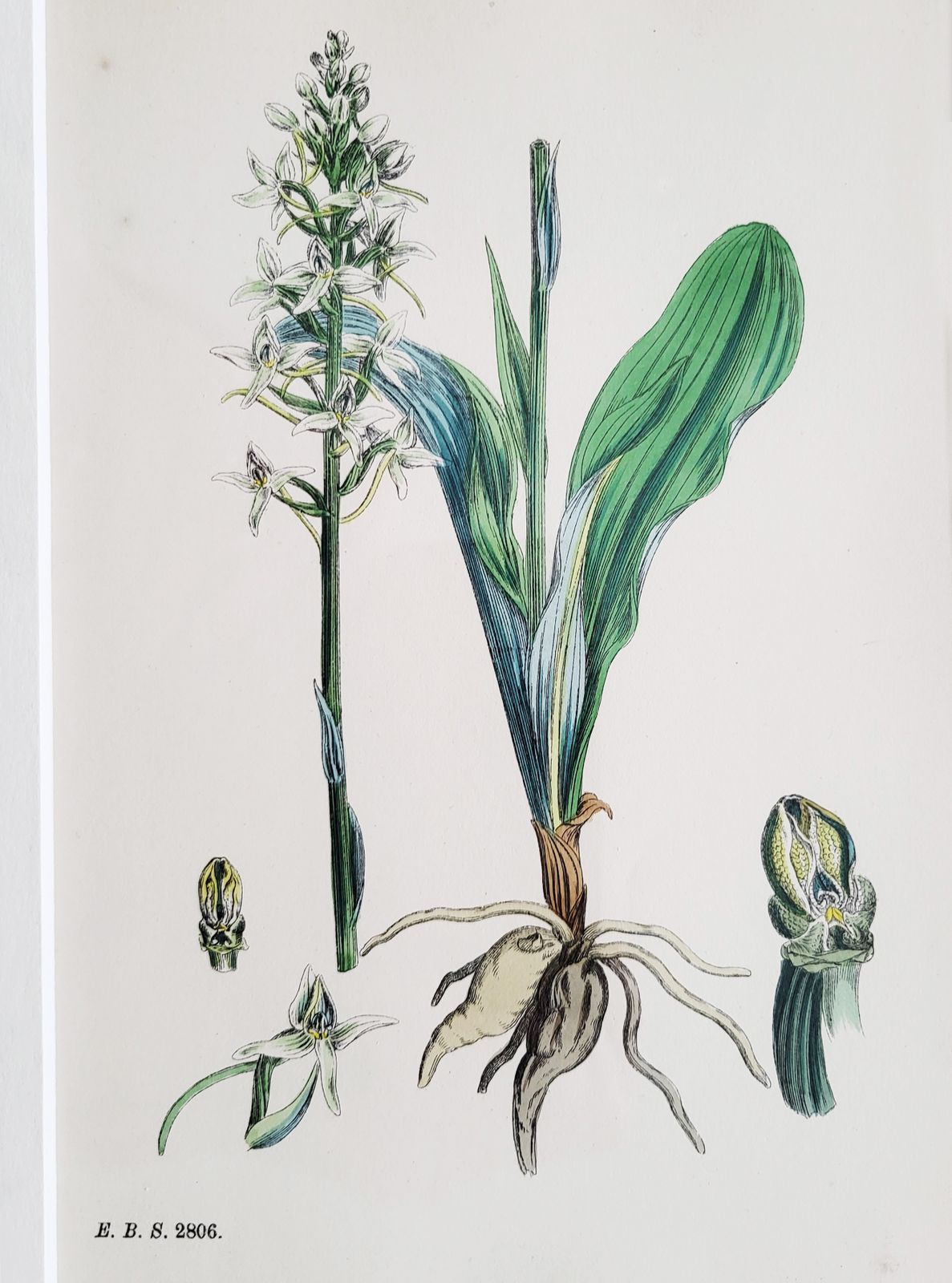 Framed Set (No. 2) Of 9 Antique Hand Coloured Orchid Prints, 19th Century photo Art