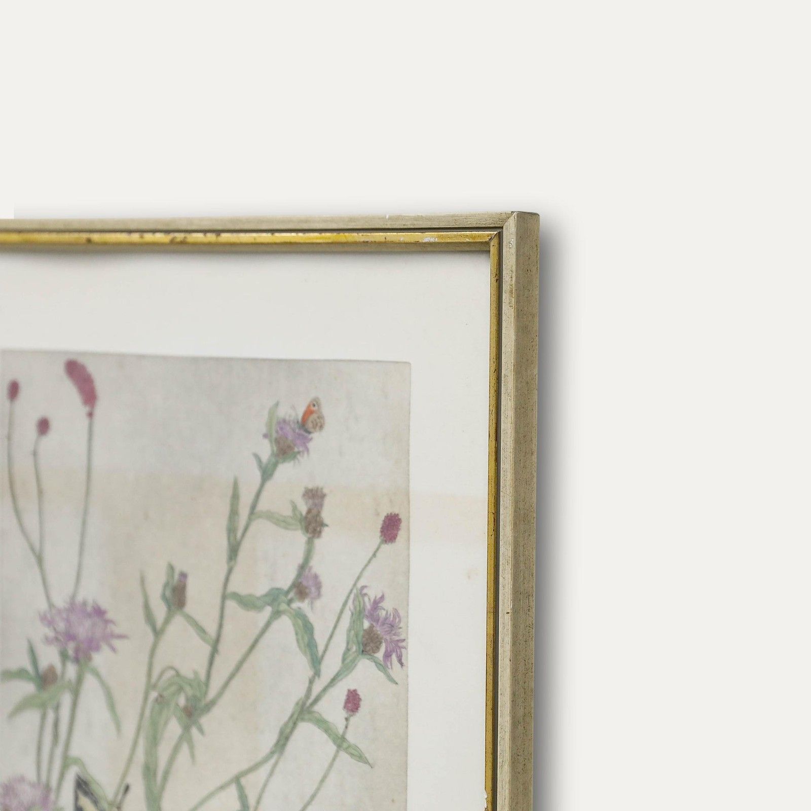 Werner Von Scheidt (1894 1983) Mid 20th Century Etching, Meadow Knapweed photo 195.0