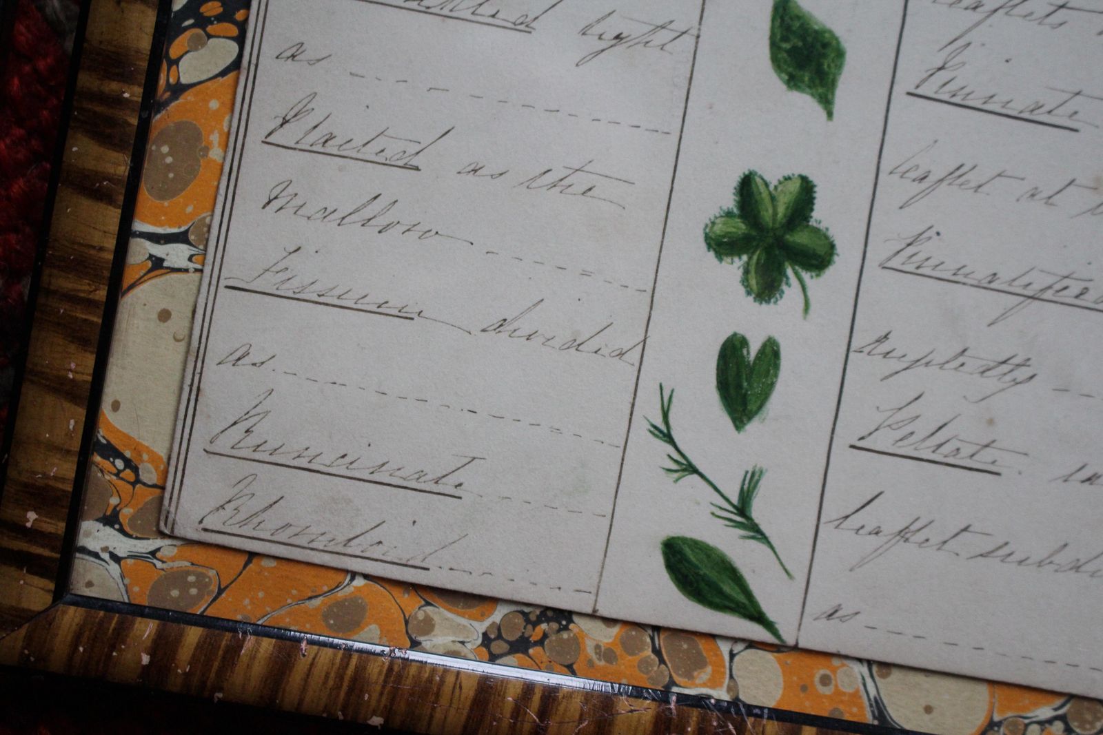 Art 19thc American Trio Of Ink & Watercolour Botany Charts By Bessie Slater Folk Art photo