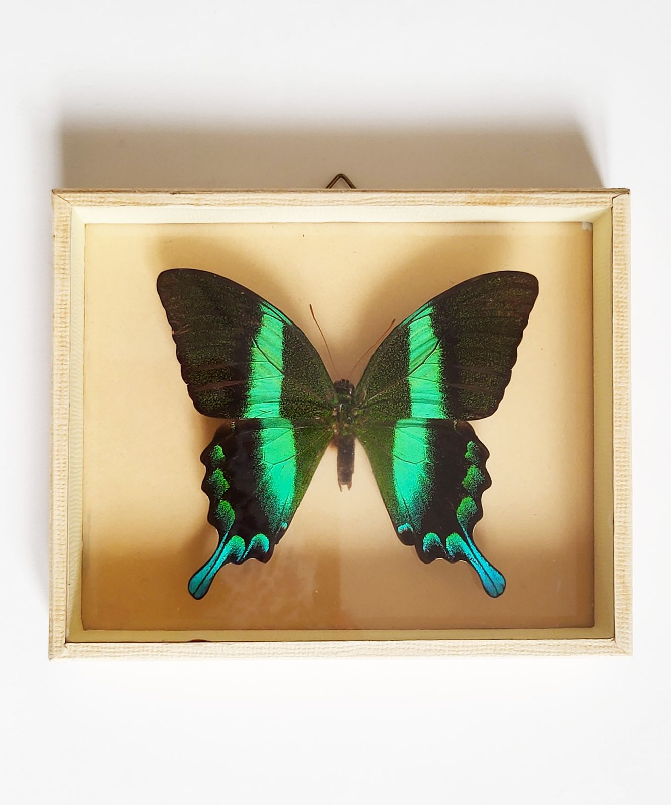 Mid Century Exotic Butterfly In Glass Case, 1960s photo furniture