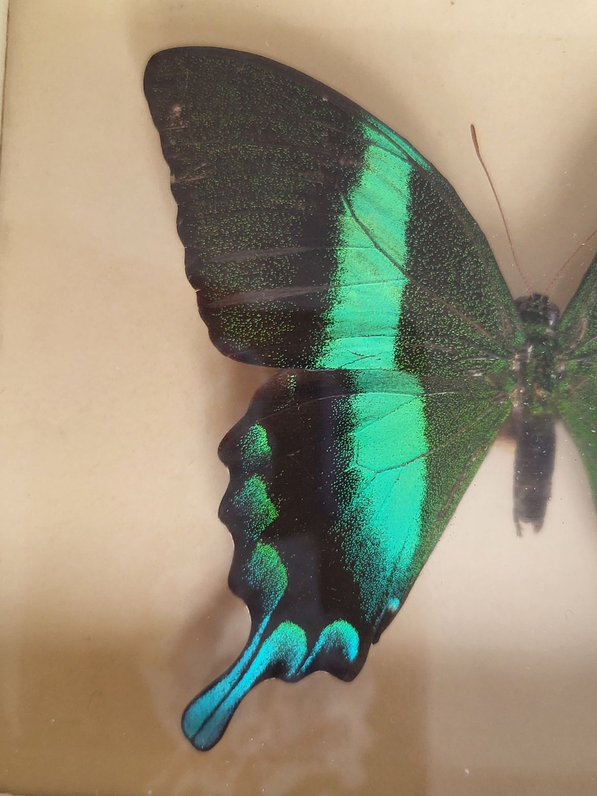 Mid Century Exotic Butterfly In Glass Case, 1960s photo vinterior