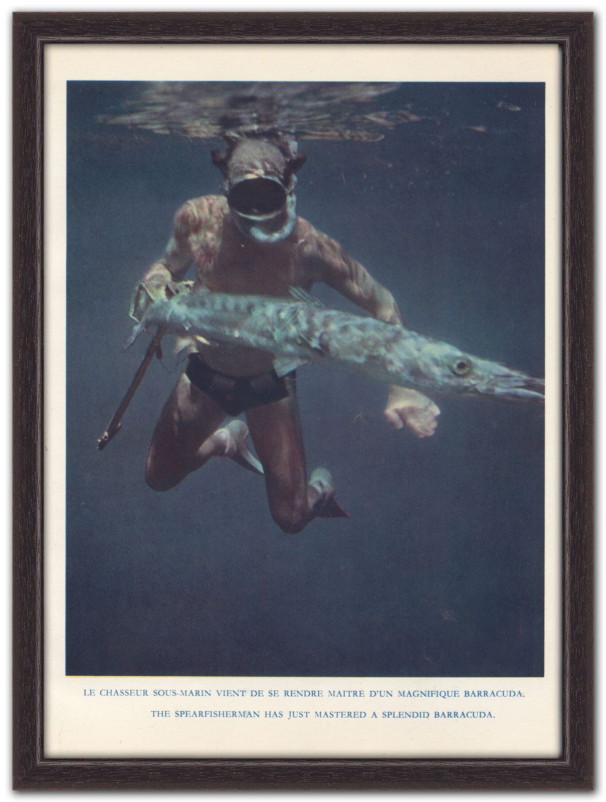 “Spear Fisherman With Barracuda”, 1955 French Heliochrome Print On Paper