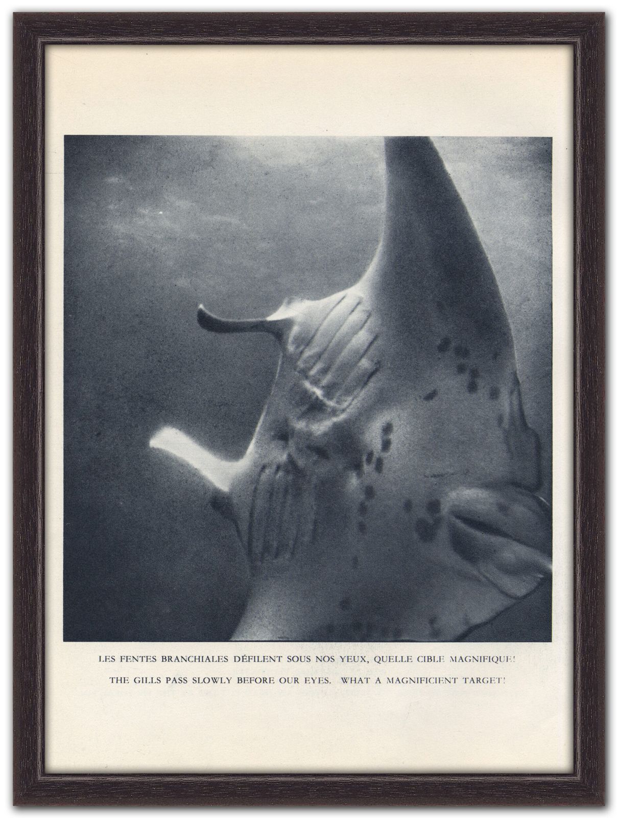 “Manta Ray”, 1955 French Heliochrome Print On Paper
