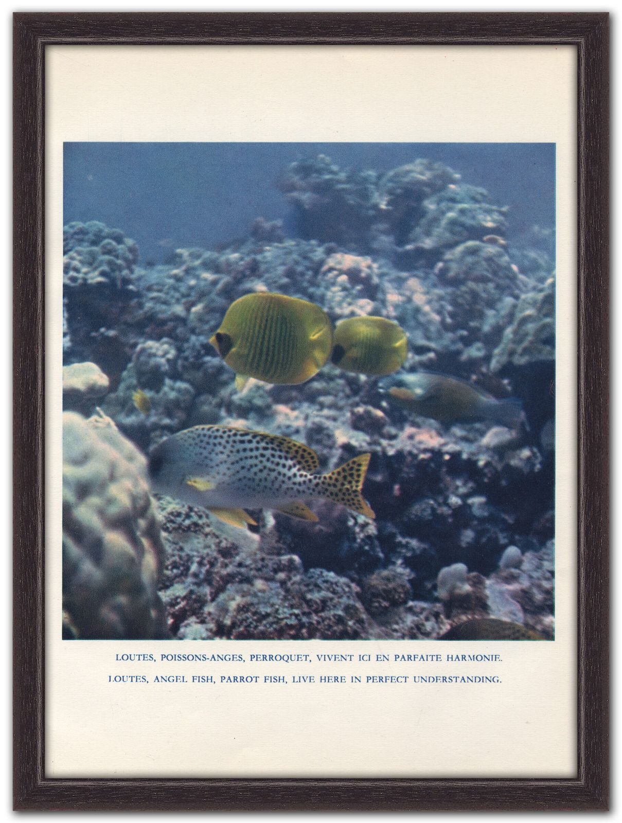 Jean Foucher Créteau  “Reef Fish”, 1955 Heliochrome Print On Paper