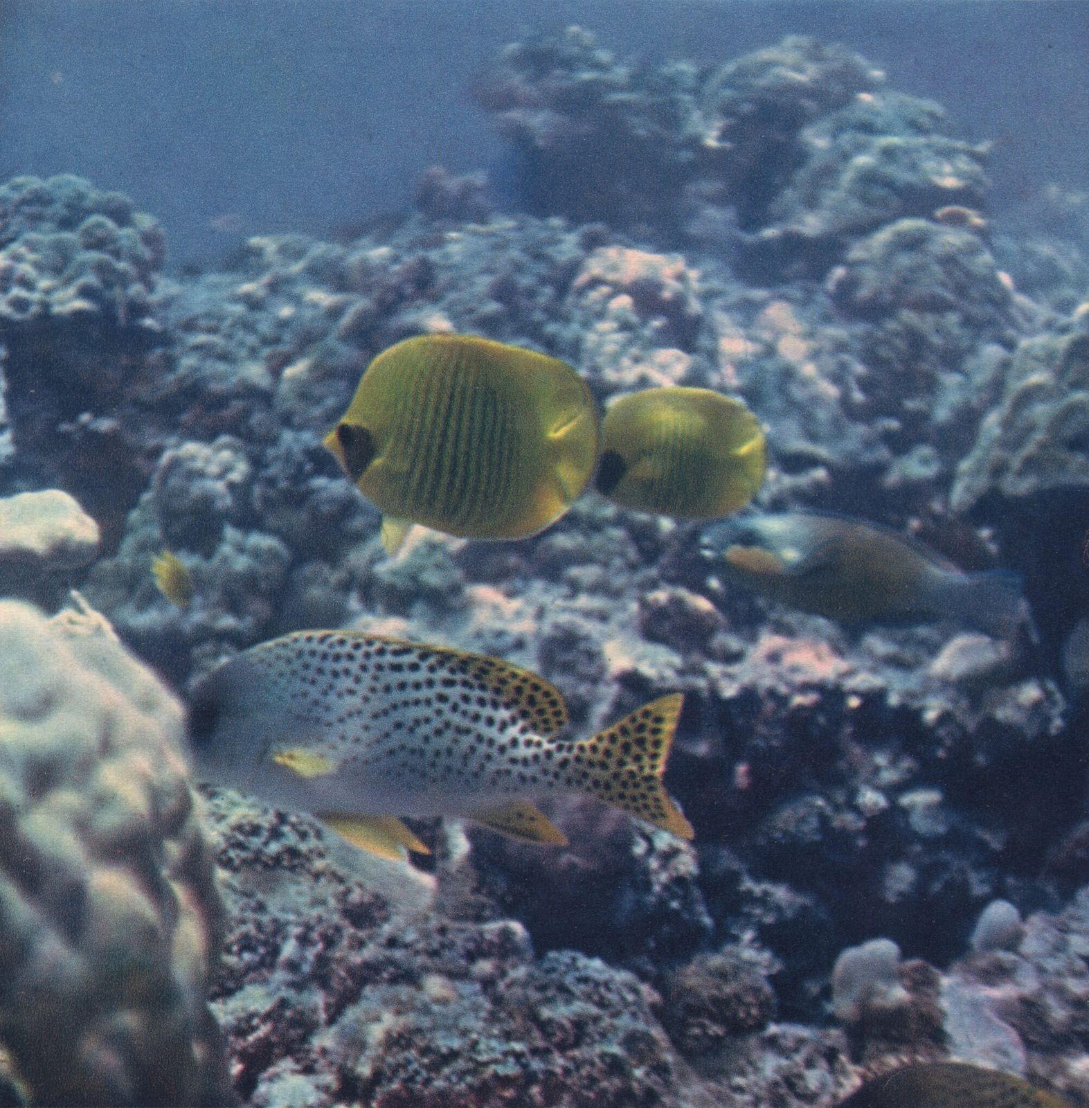 Jean Foucher Créteau  “Reef Fish”, 1955 Heliochrome Print On Paper photo furniture