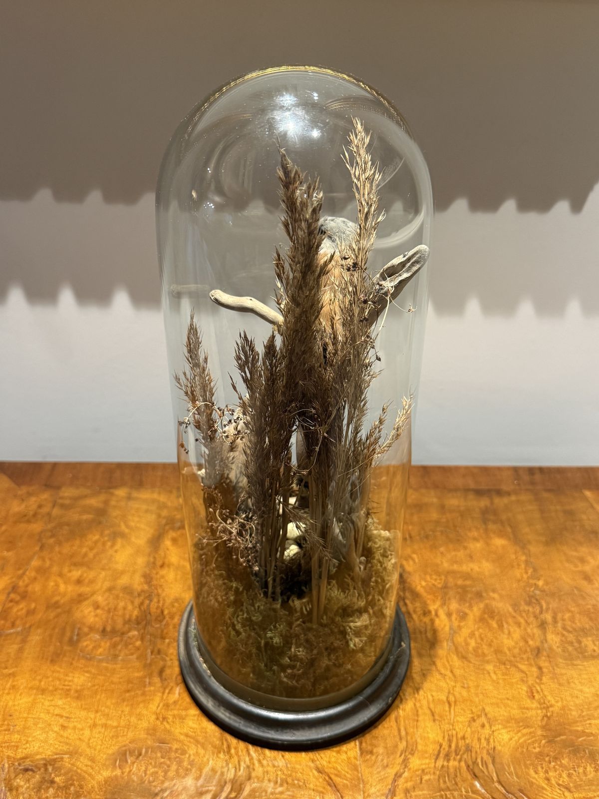 Victorian Taxidermy Dome — Pair Of Bearded Reedlings With Nest, Reed Habitat, Ebonised Base photo 525.0