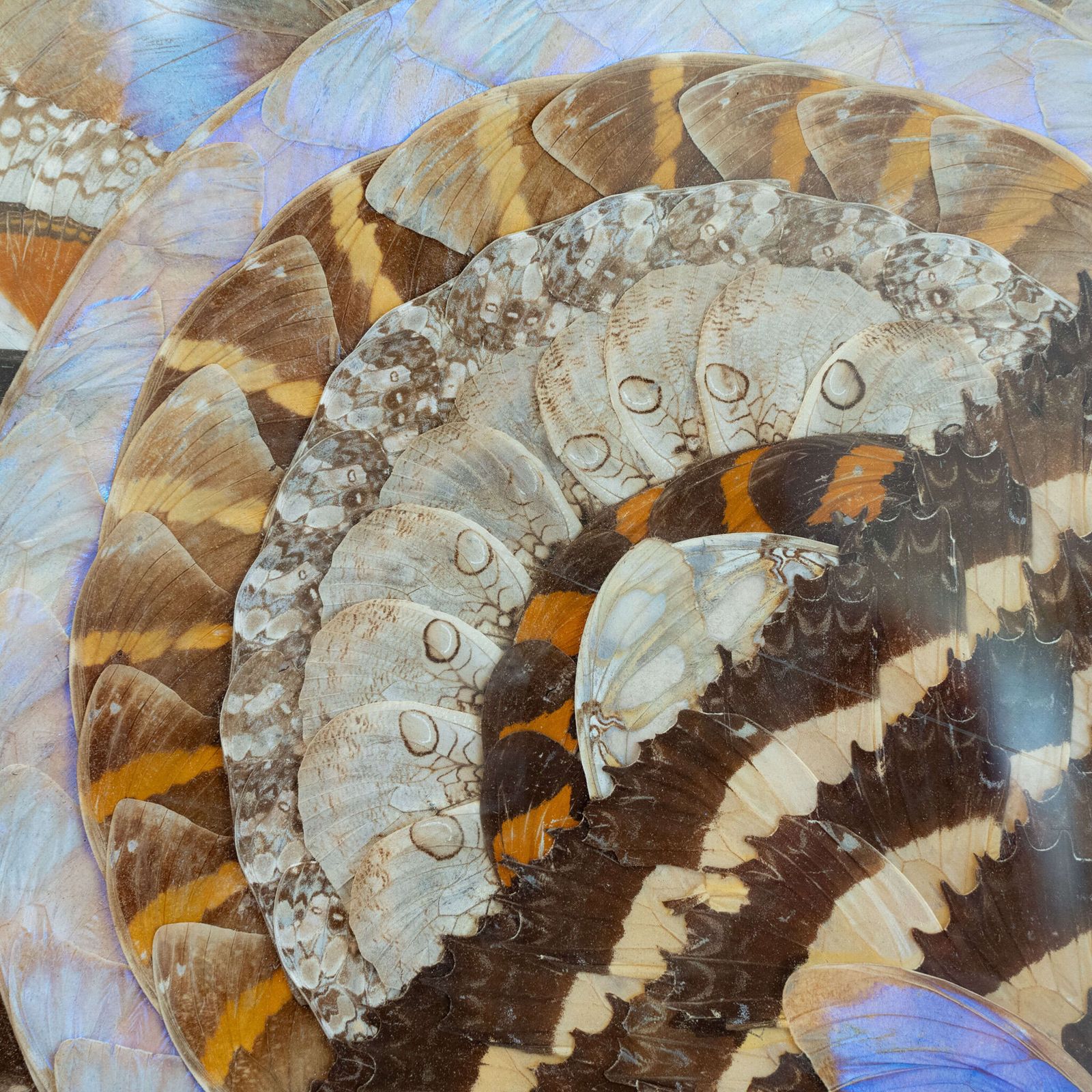 1950’s Brazilian Framed Butterfly Wings photo Art