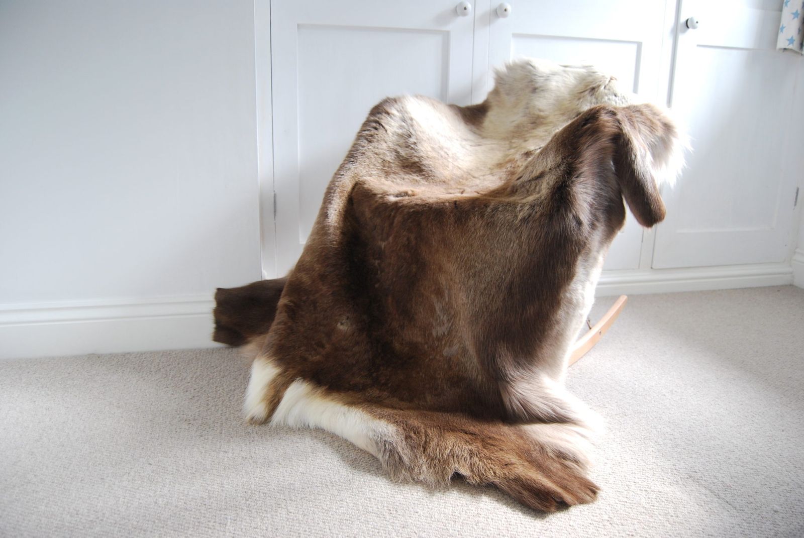 Huge Natural Eco Reindeer Rug, 21st Century photo furniture
