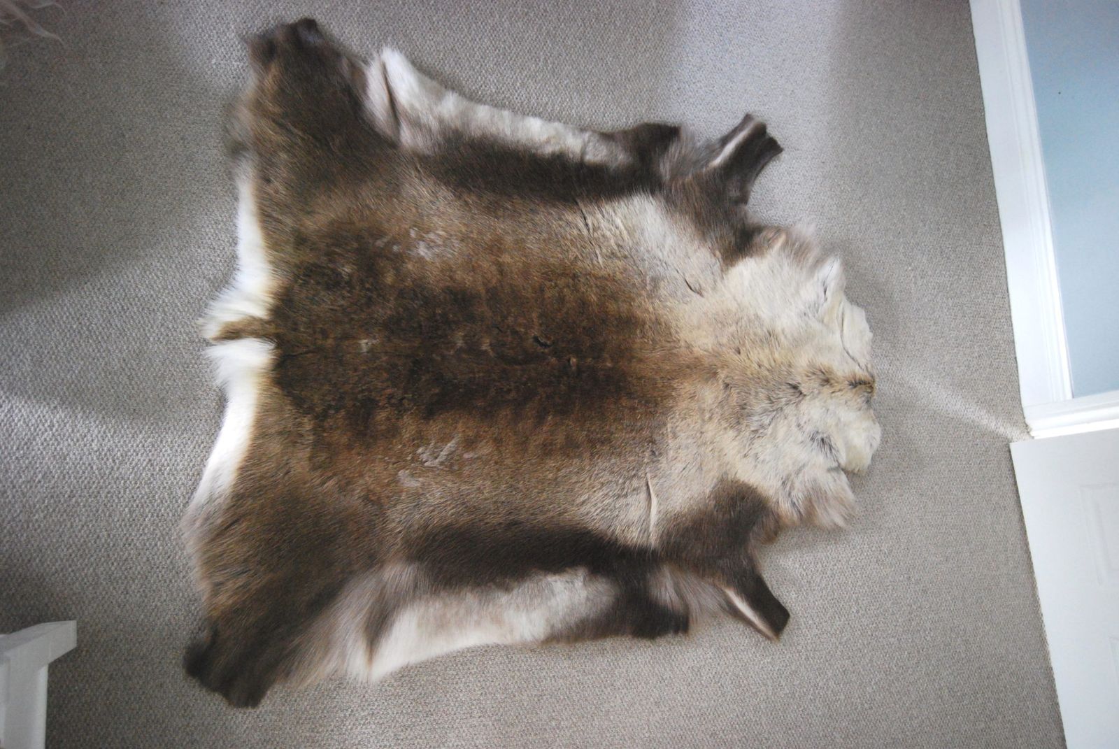 Huge Natural Eco Reindeer Rug, 21st Century